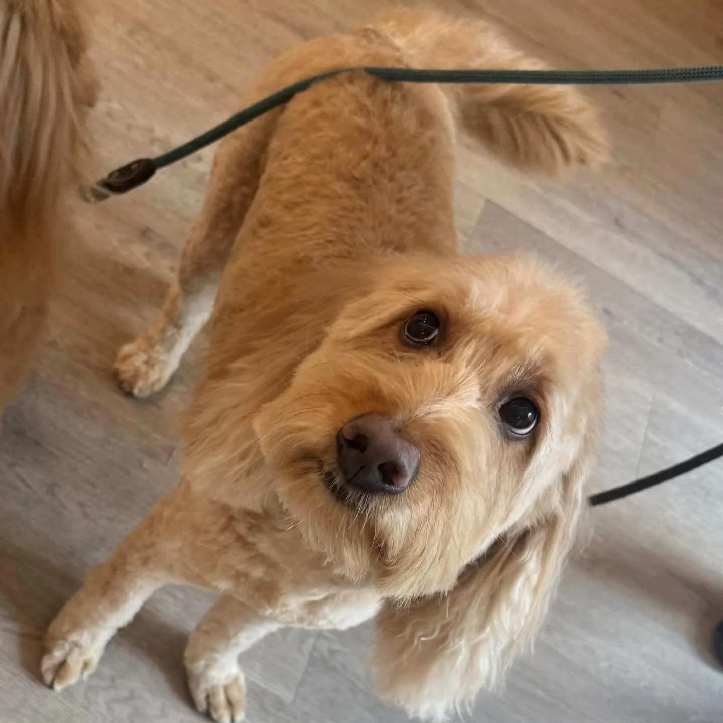 Meet Brady! This handsome guy came in with his sister for grooming and was absolutely rocking the fresh cut. Looking sharp!🫧🐶

#dogs #doggiedaycare #dog #doggrooming #smallbuisness