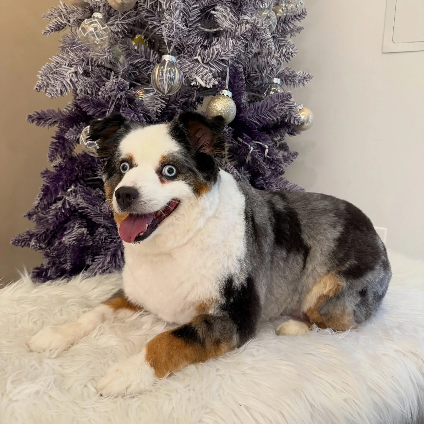 Meet Patsy! This adorable 11-year-old Mini Aussie came in for a full grooming session today. She&rsquo;s looking so cute, fluffy, and fresh! 🐶✨
#doggrooming #dog #doggroomer #aussie