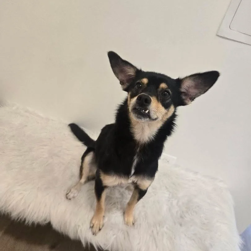 Meet Mika! This Chihuahua came in for a full grooming session and left looking so clean, confident, and adorable! 🥰 
#doggrooming #chihuahua
