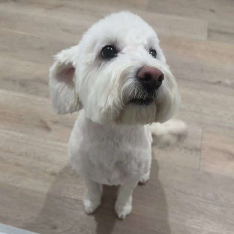 Meet Koko! This Miniature Goldendoodle came in for a grooming session and brought all the energy and fun with her. She&rsquo;s such a happy, playful girl! 🐶✨
#doggrooming #doggroomer #doodle