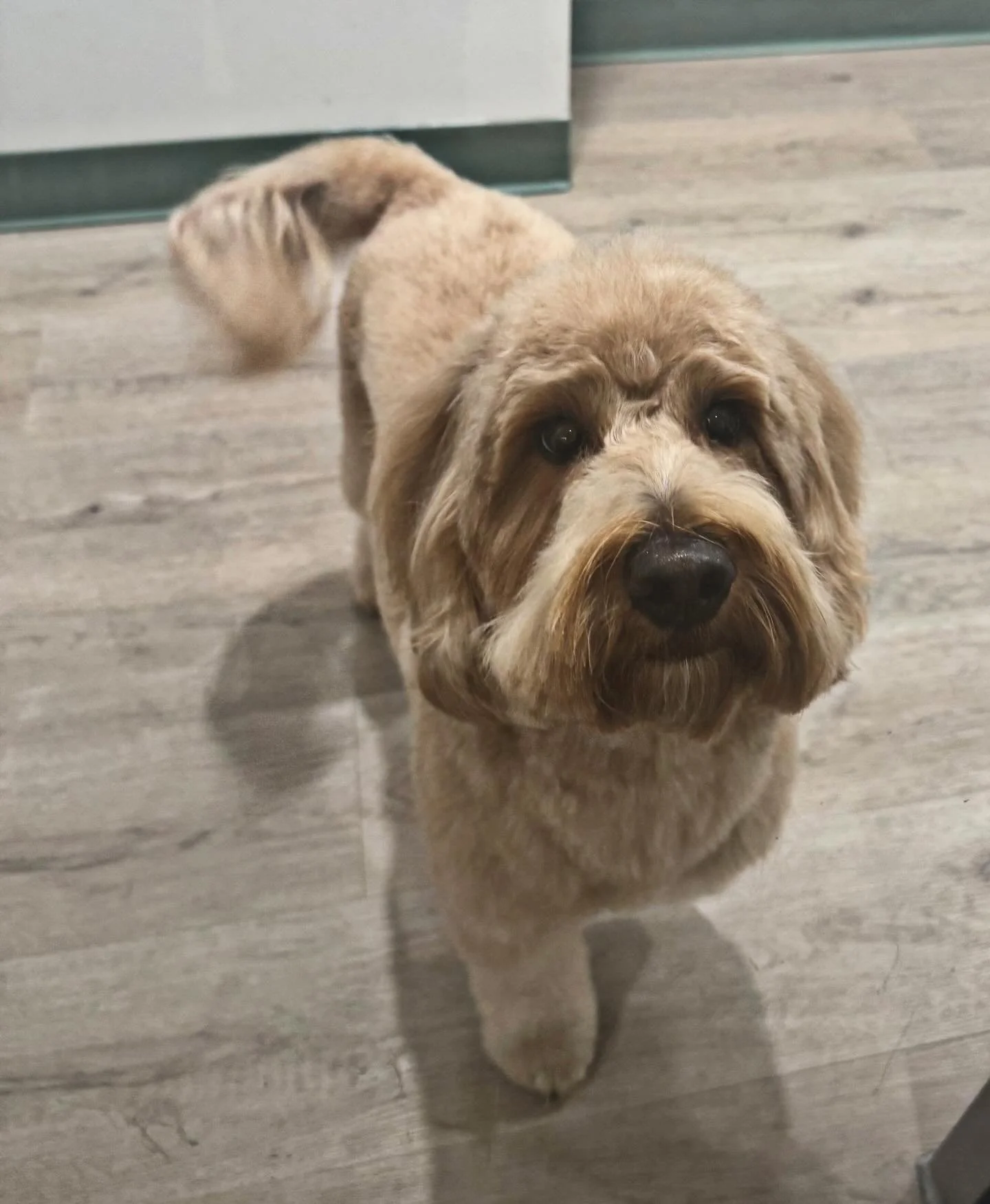 ✨🫧Meet Finn! A super sweet Golden-Doodle that came in for a fancy new haircut- he came out just as fancy as expected!🫧✨

#doggrooming #doggiedaycare #dogs #smallbuisness #doghaircut
