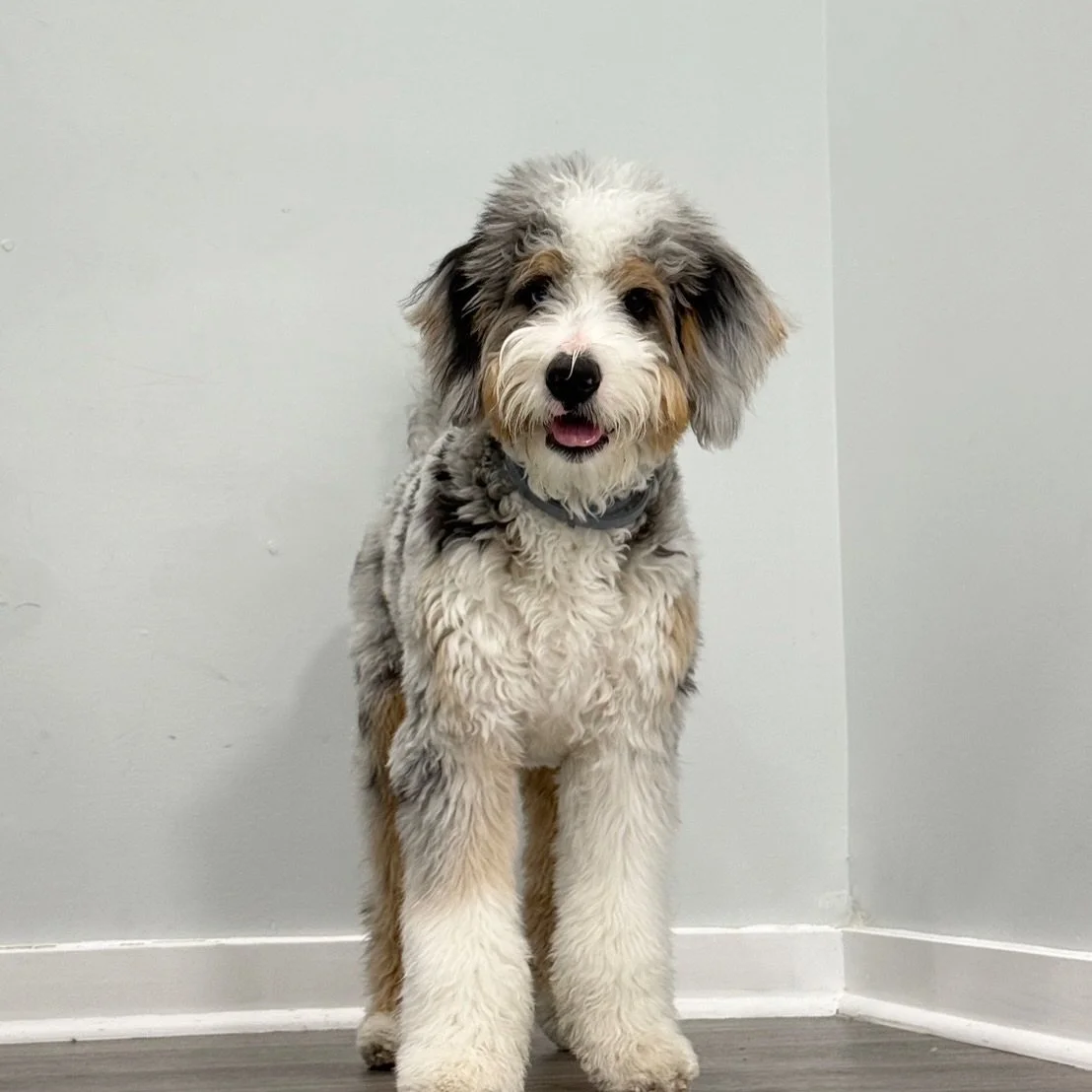 Meet Sasha! This 7-month old bernedoodle joined us at daycare! He is full of energy and loves making new friends! 
#dog #dogdaycare #bernedoodle