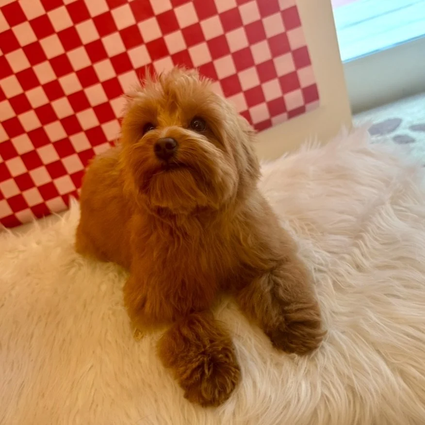 Meet Banks! This five-month-old Goldendoodle came in for daycare and grooming today. He&rsquo;s absolutely adorable and such a sweet little puppy!