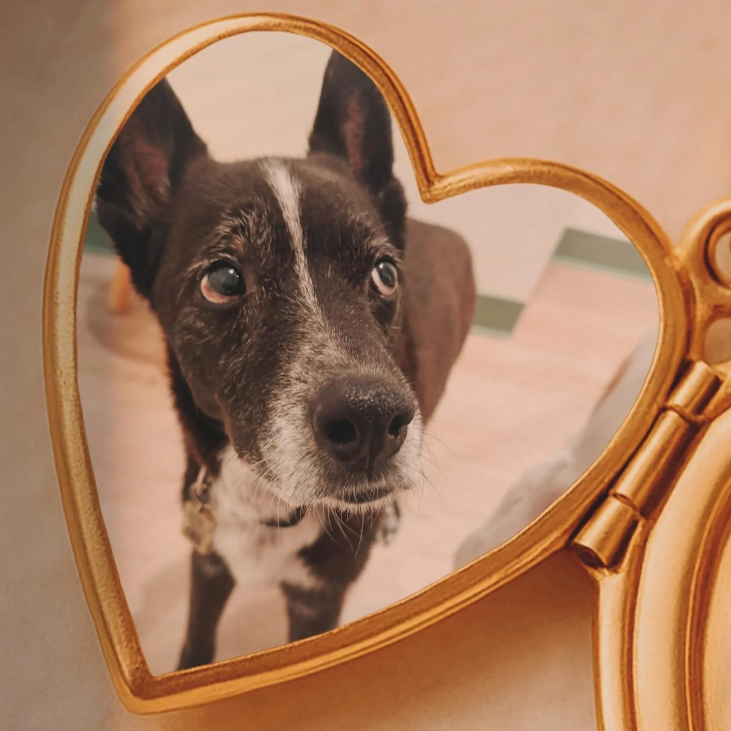 We at The Pawfect Friend are truly heartbroken to hear about Roscoe&rsquo;s passing.

Roscoe wasn&rsquo;t just a guest at our daycare, he and his sister Charlie were family. From the moment he was strollered through our doors in his little wagon, he 