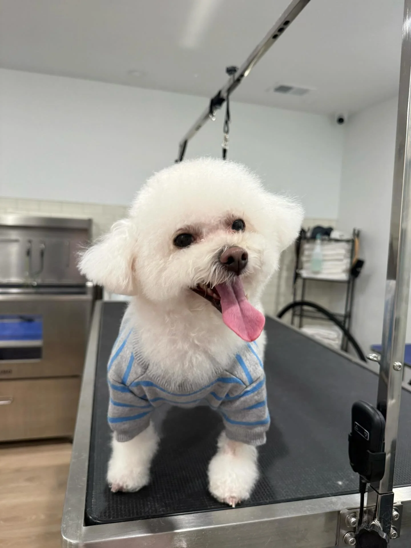 Meet Hank! ✨

This 8 year old bichon frise came in over the weekend for a groom session, and came out absolutely stunning! What a cutie ❤️

#doggrooming #dogspa #smallbuisness #doggiedaycare #dogs