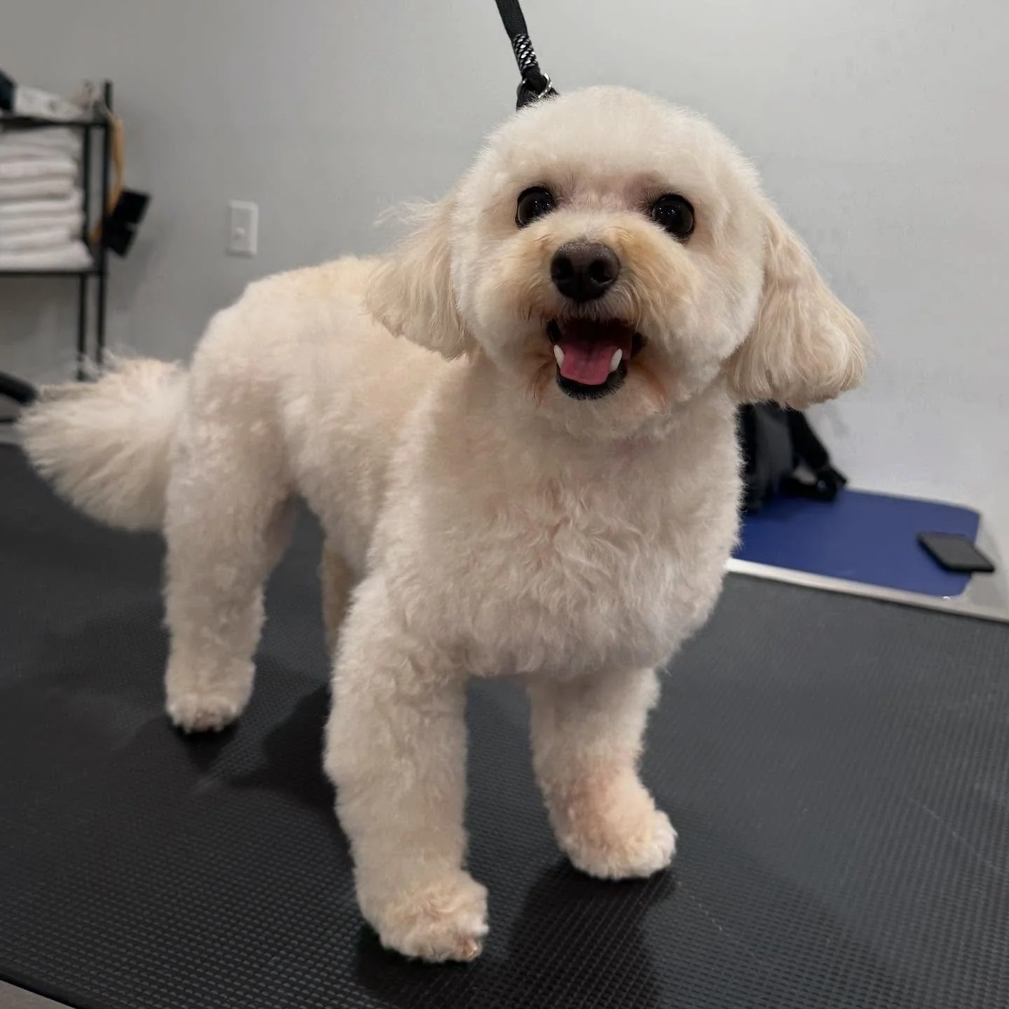 Meet teddy! 🧸

This handsome boy visited us over the weekend for a brand new haircut, and he left us feeling confident- as he should!✨🫧

#dog #doggrooming #dogspa #doggiedaycare #smallbuisness