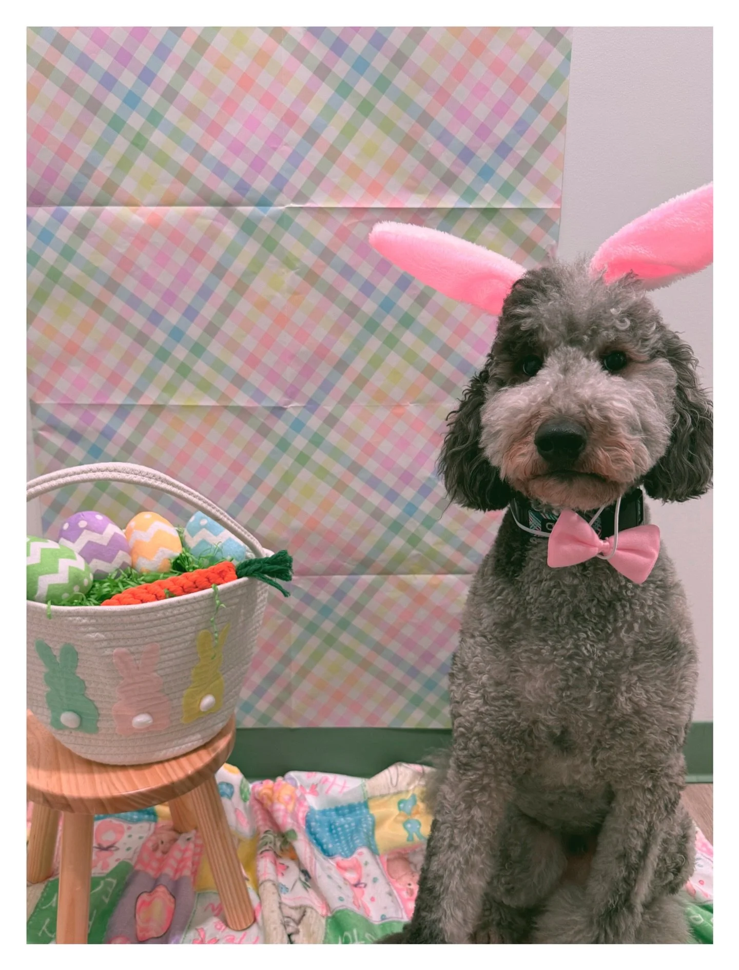 Easter pup photos are here! 🌸🐾 Book now&mdash;only available until April 15!
#dogsofinstagram #dog #doglover #easterbunny