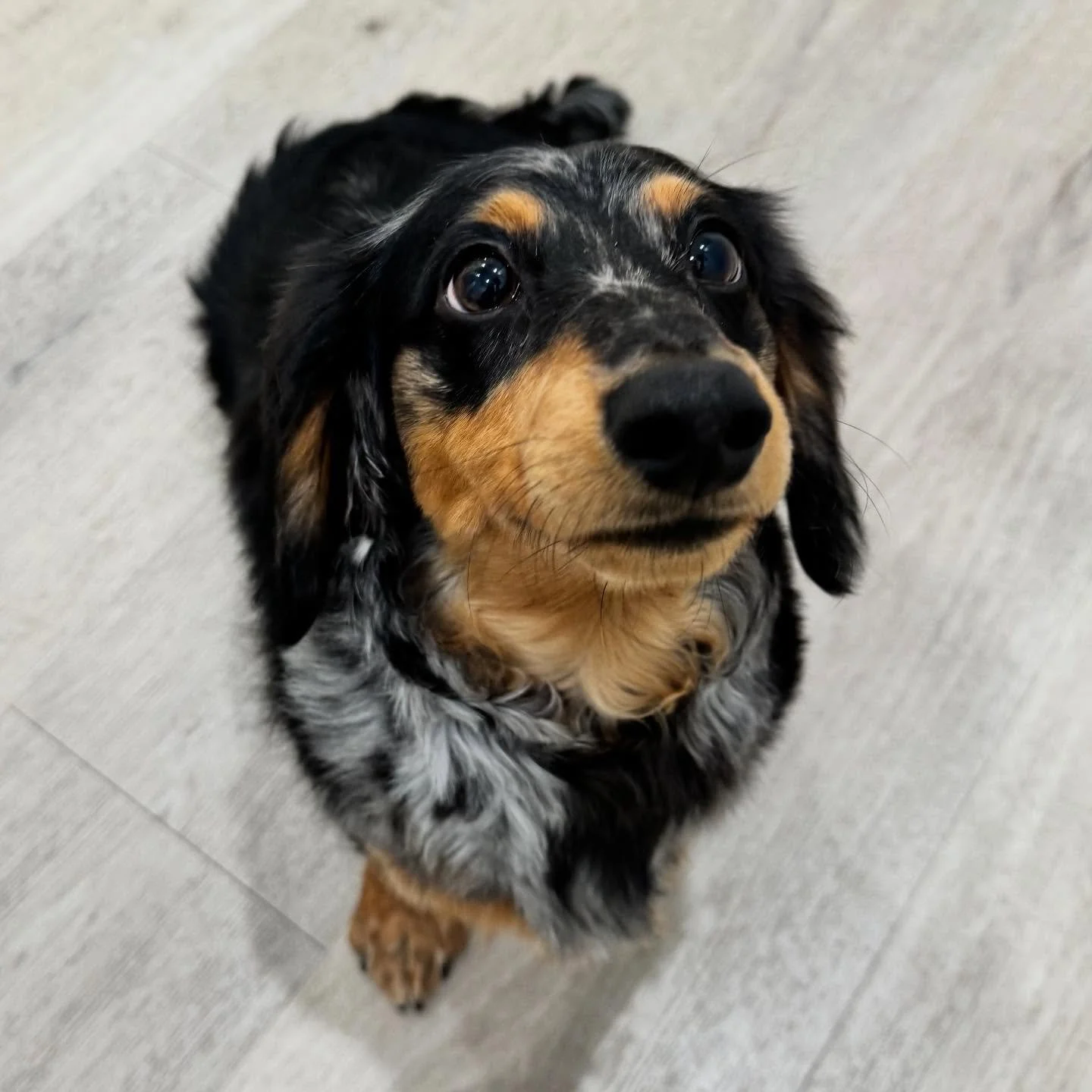 Meet Momo!✨

This super sweet dachshund puppy came in for her very first groom and did amazing- she came out so cute and soft on top of it! 🧸✨

#doggrooming #dog #dogs #dogspa #smallbuisness
