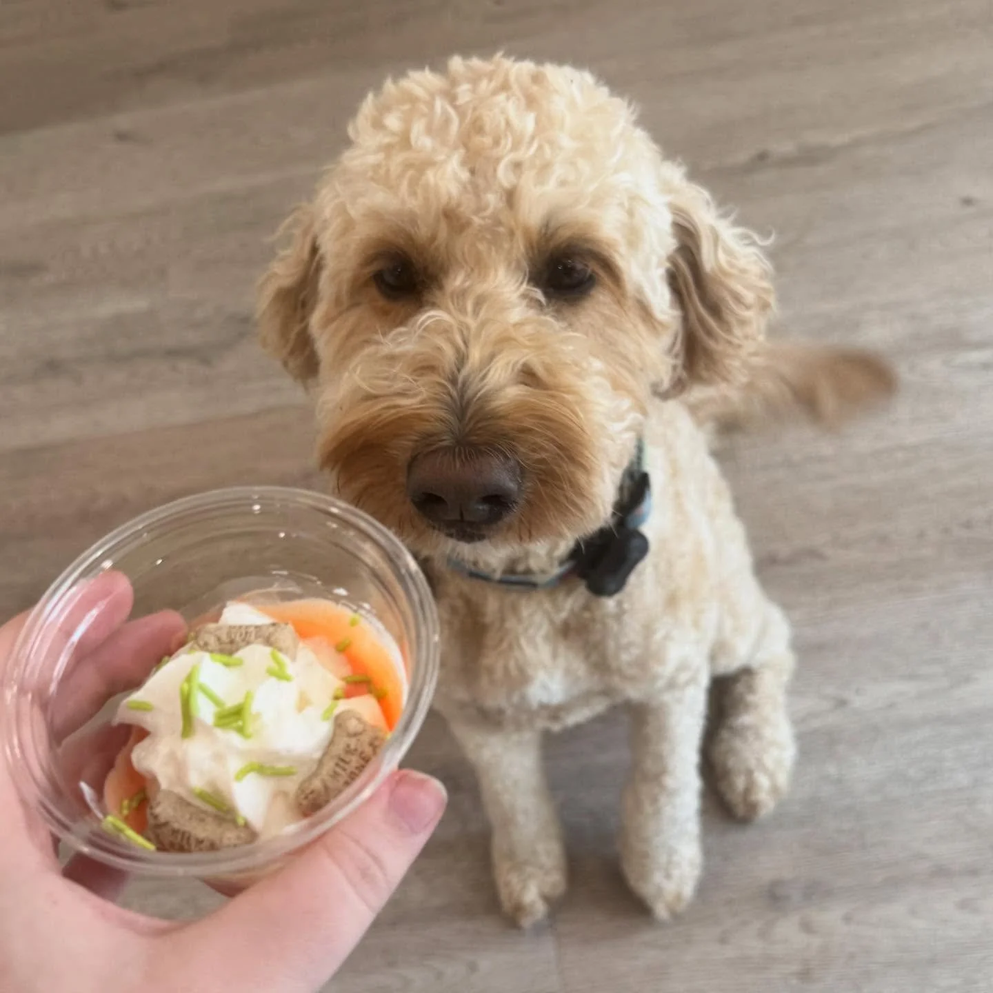 Meet Twix! ✨

Twix is a very sweet doodle who came in for her first day of daycare today- and her evaluation couldn&rsquo;t have been more of a pass! She got our carrot pup-cake too, so cute! ❤️✨