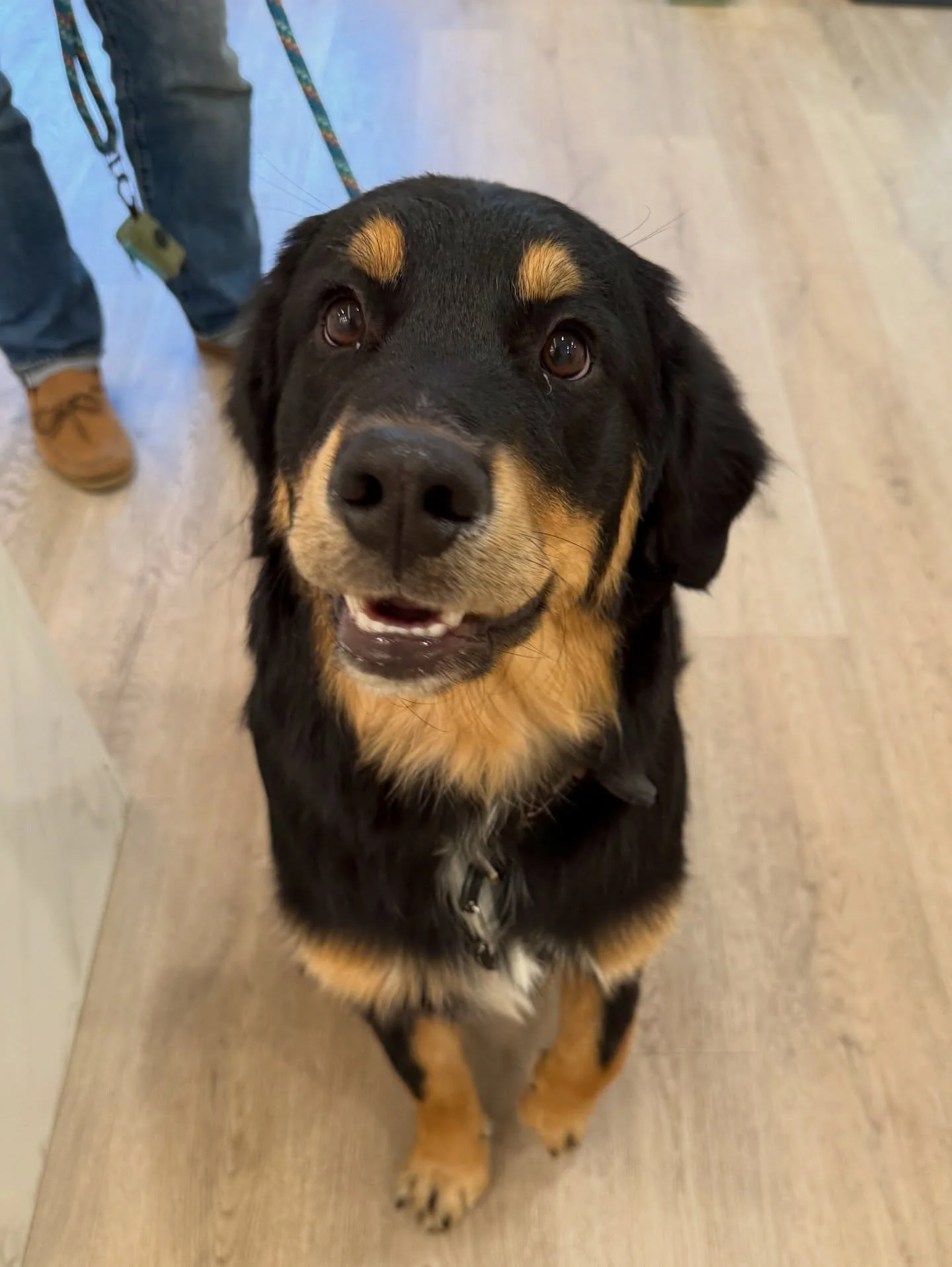 Meet Rex 🐾✨ This six-month-old Golden Retriever mix came in for a bath and tidy&mdash;and look at him now&hellip; clean, fluffy, and ridiculously handsome 😍🐶
#dog #doggrooming