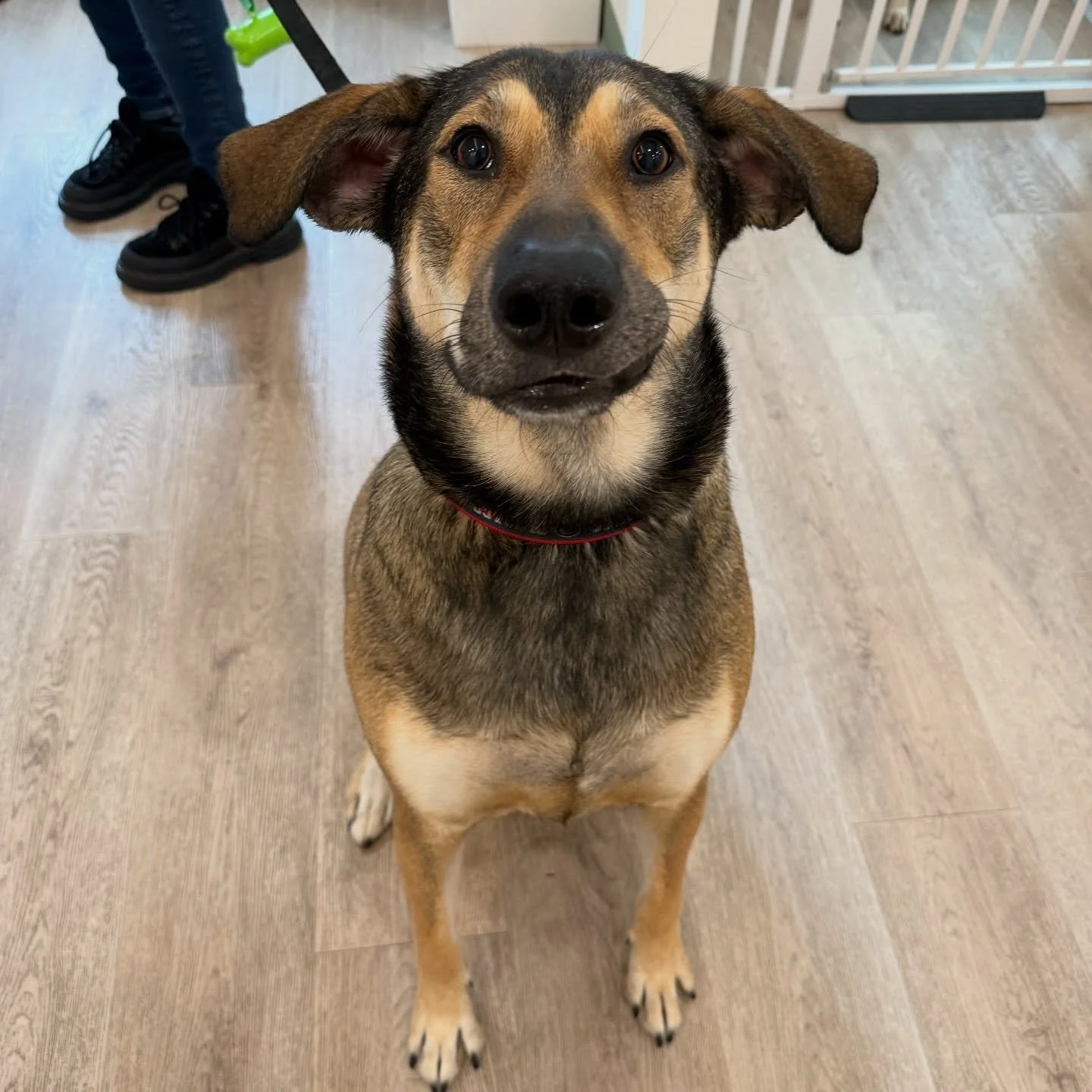 Meet Nyah, this one-year-old gentle giant came in for a bath and absolutely stole our hearts&mdash;she did amazing and couldn&rsquo;t stop dancing on the table 🛁💃