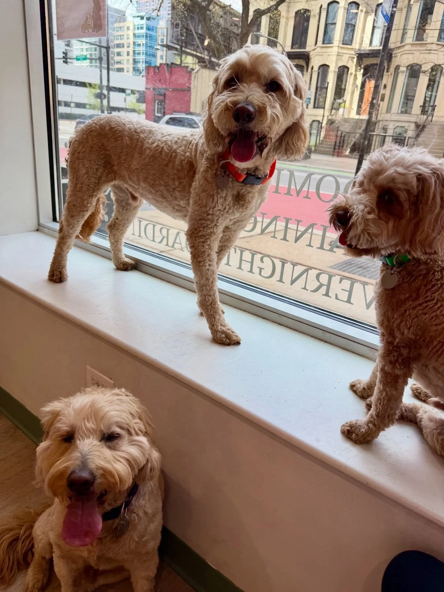 Meet Dublin, Finley, and Sullivan&mdash;the trio joined us at daycare today! 🐾 They were a little anxious at first, but with lots of love and attention, they settled in nicely and enjoyed a cozy day of window watching 💛
#dog #dogdaycare