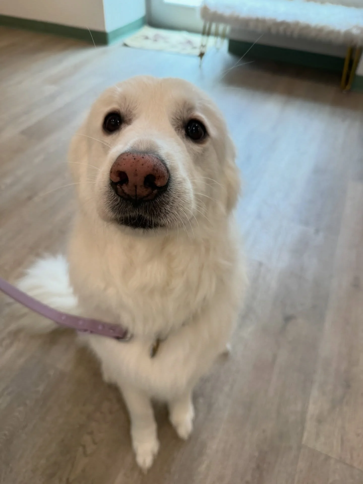 Meet Kairi! 🤍 This gorgeous 6-year-old Pyrenees mix came in for a full spa day and walked out looking absolutely stunning. We love when our clients leave feeling fresh and fabulous! ✨🛁

#DogGrooming #PyreneesMix #DogSpa #FreshAndClean #GroomingDay