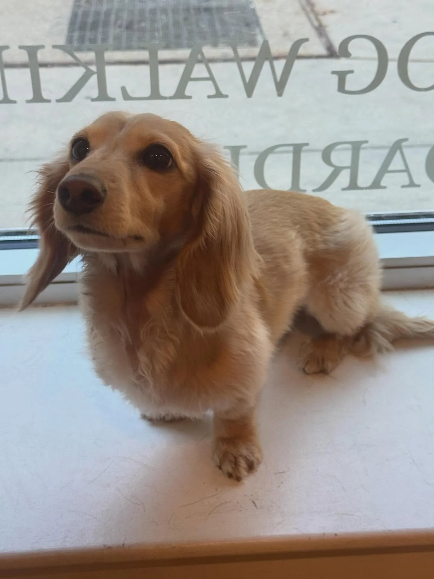 Meet Daisy!✨

This adorable 3 year old dachshund had her first full day of daycare with us yesterday- and even if she was a bit shy to start, she really found her rhythm! She&rsquo;s definitely a daycare doggie 🐶❤️

#doggidaycare #dogs #chicago #sma
