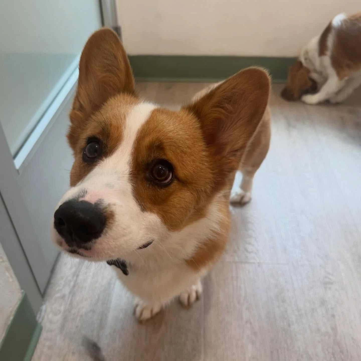 Meet Smiles! ✨

This very handsome corgi puppy had his first day with us today, and we can attest that his name is indeed very fitting! We hope to see much more of Smiles smile very soon! 😊💙

#doggiedaycare #dogdaycare #dogs #chicago #smallbuisness