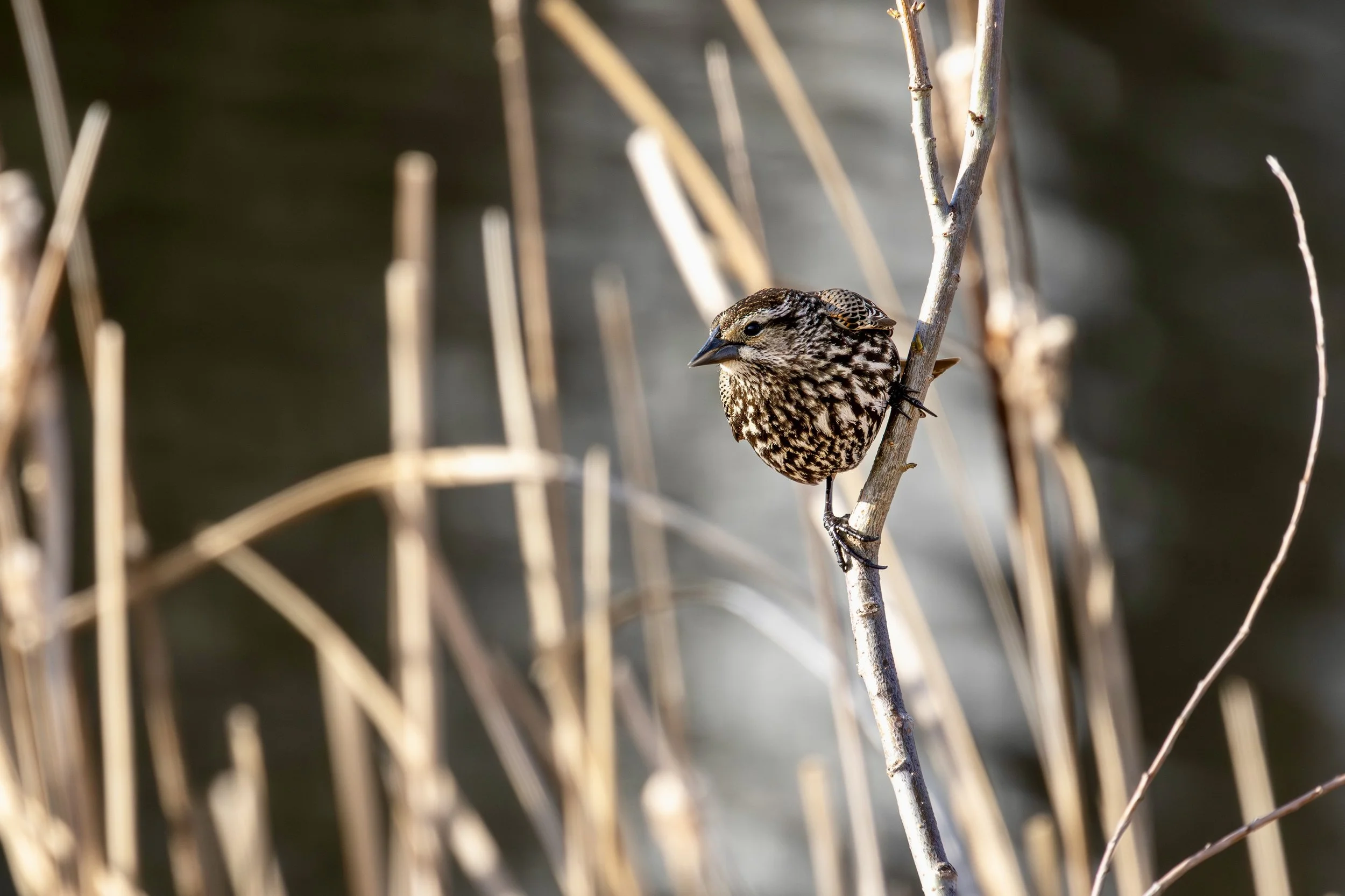 female_blackbird_1.jpeg
