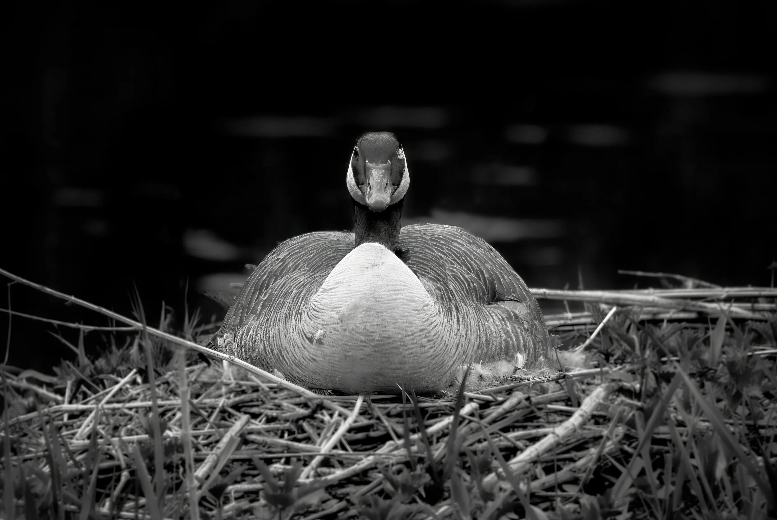 mother_goose_bw.jpeg