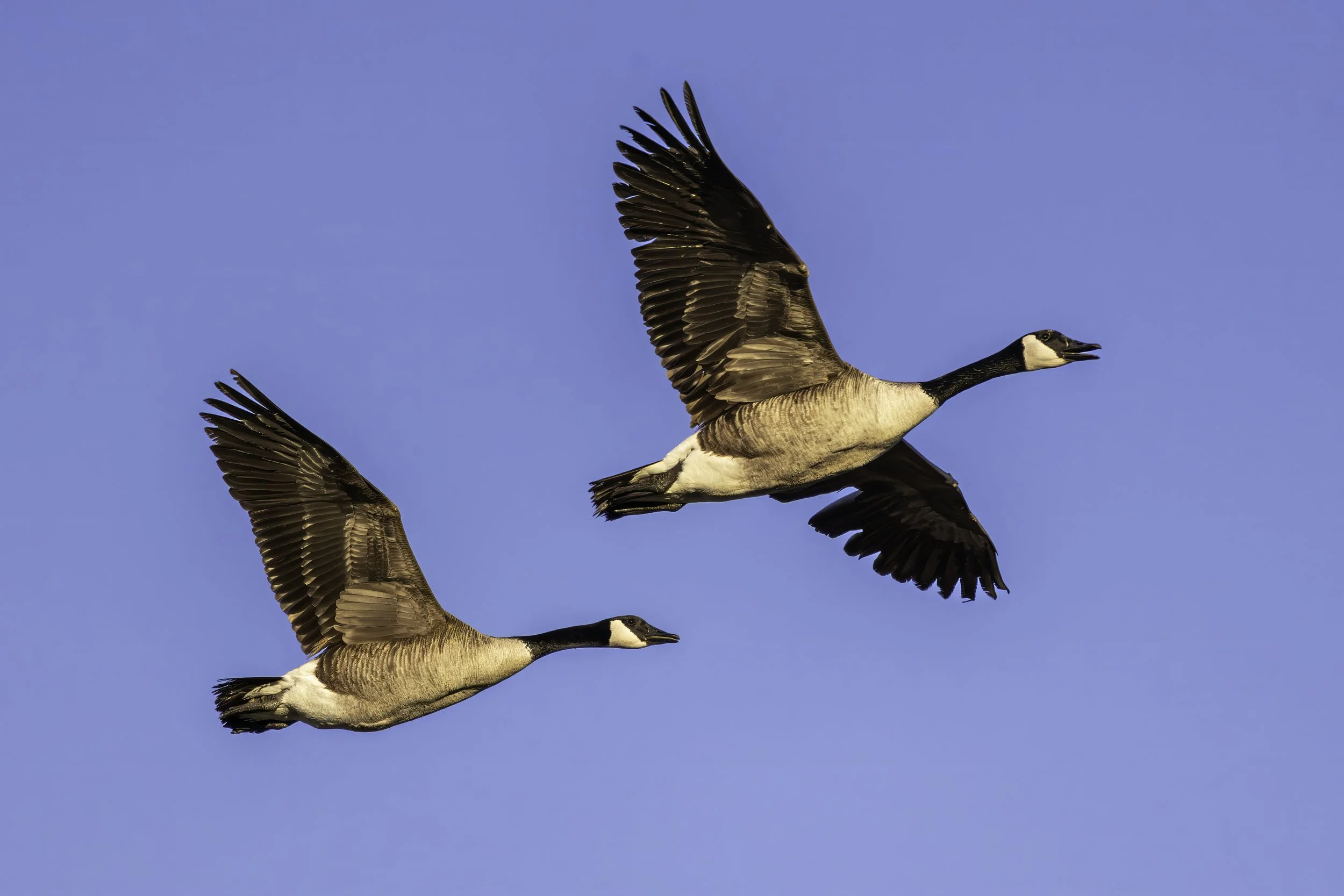 flying_geese_1.jpeg