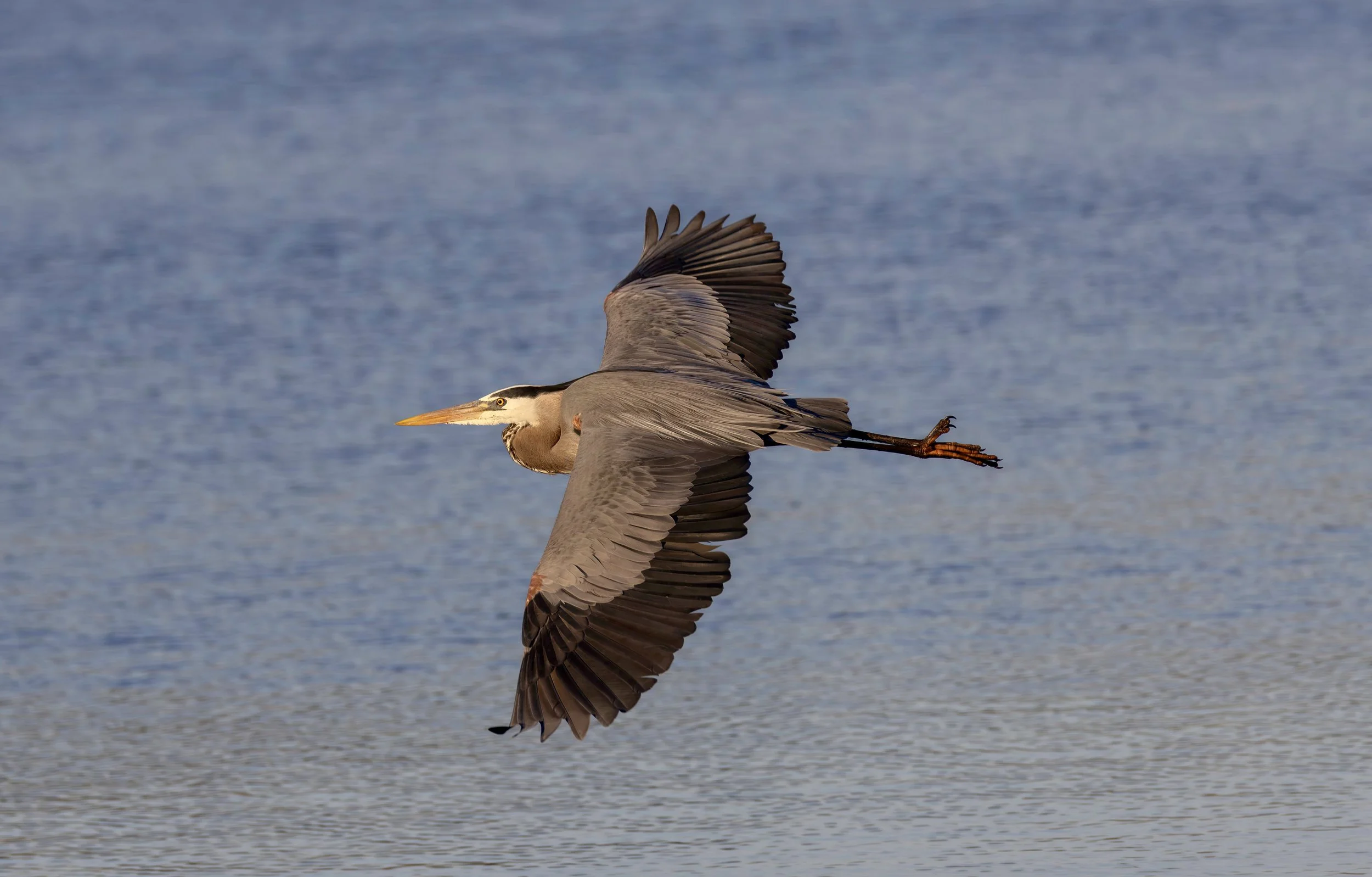 great_blue_heron_2.jpeg