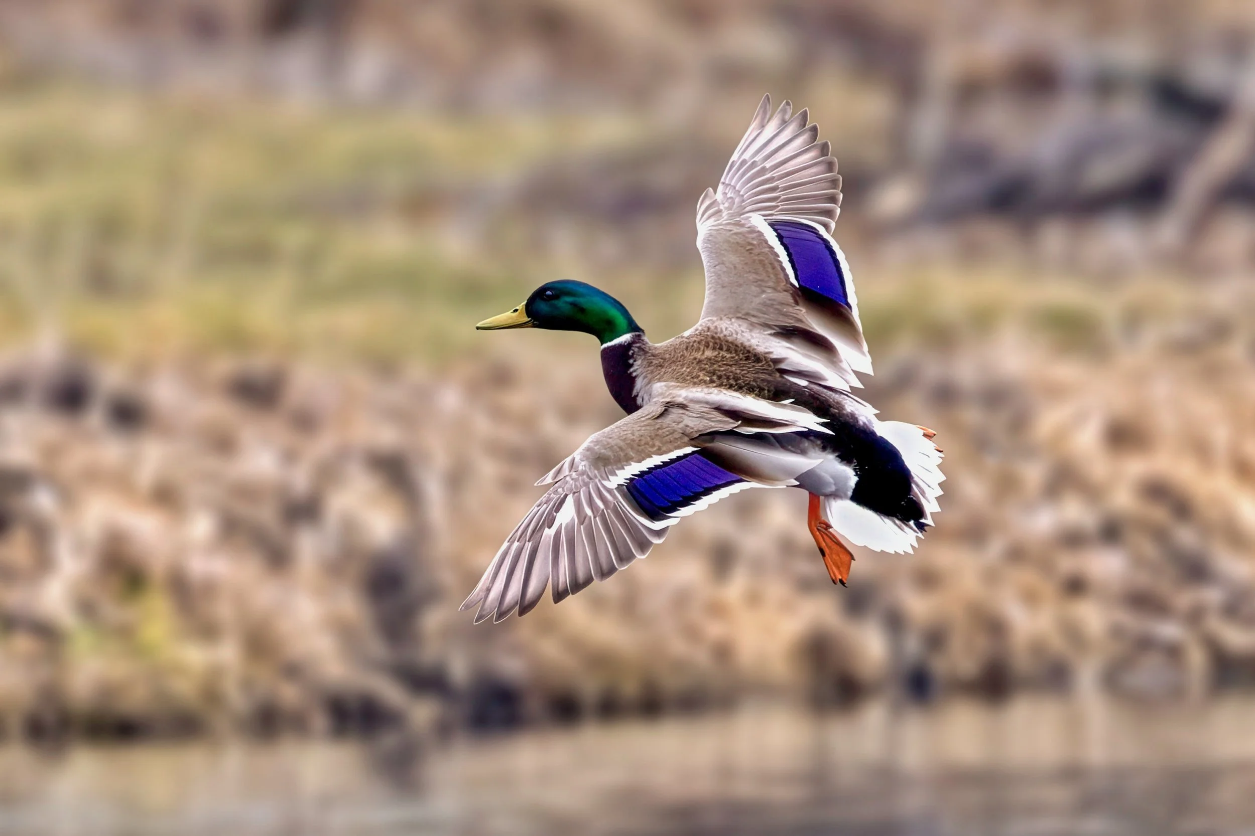 duck_in_flight_1_crop.jpeg