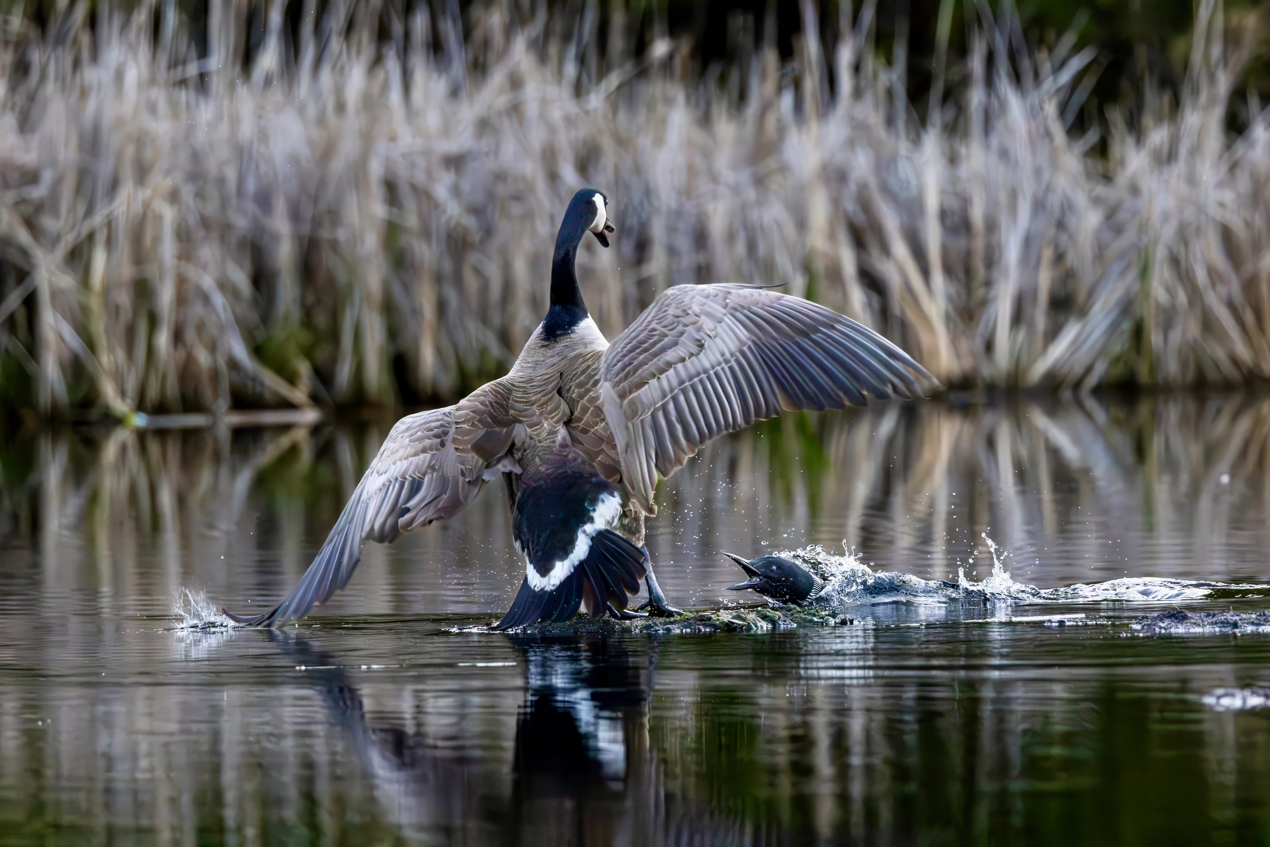 loon_vs_goose.jpeg