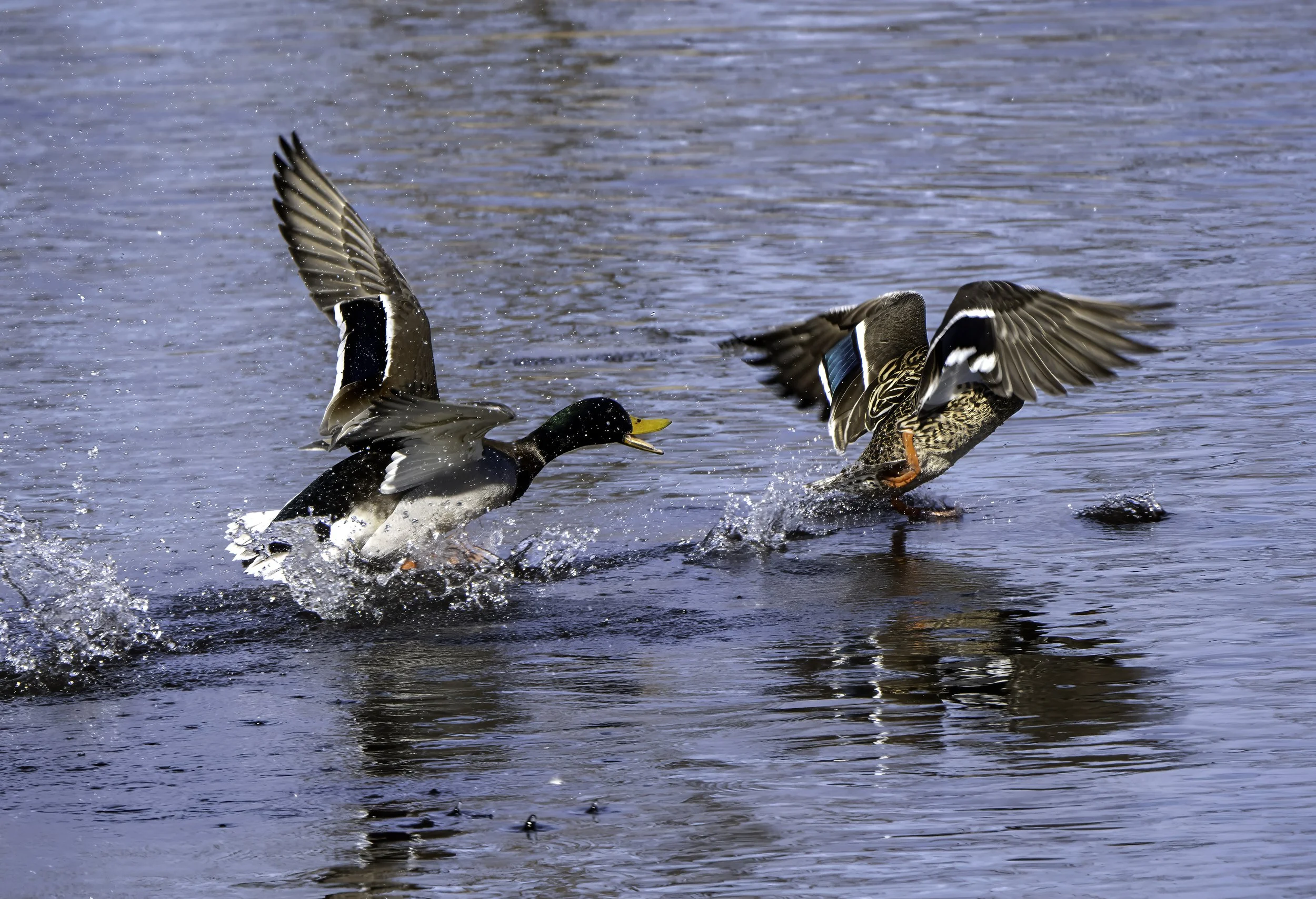 duck_tag_1.jpeg