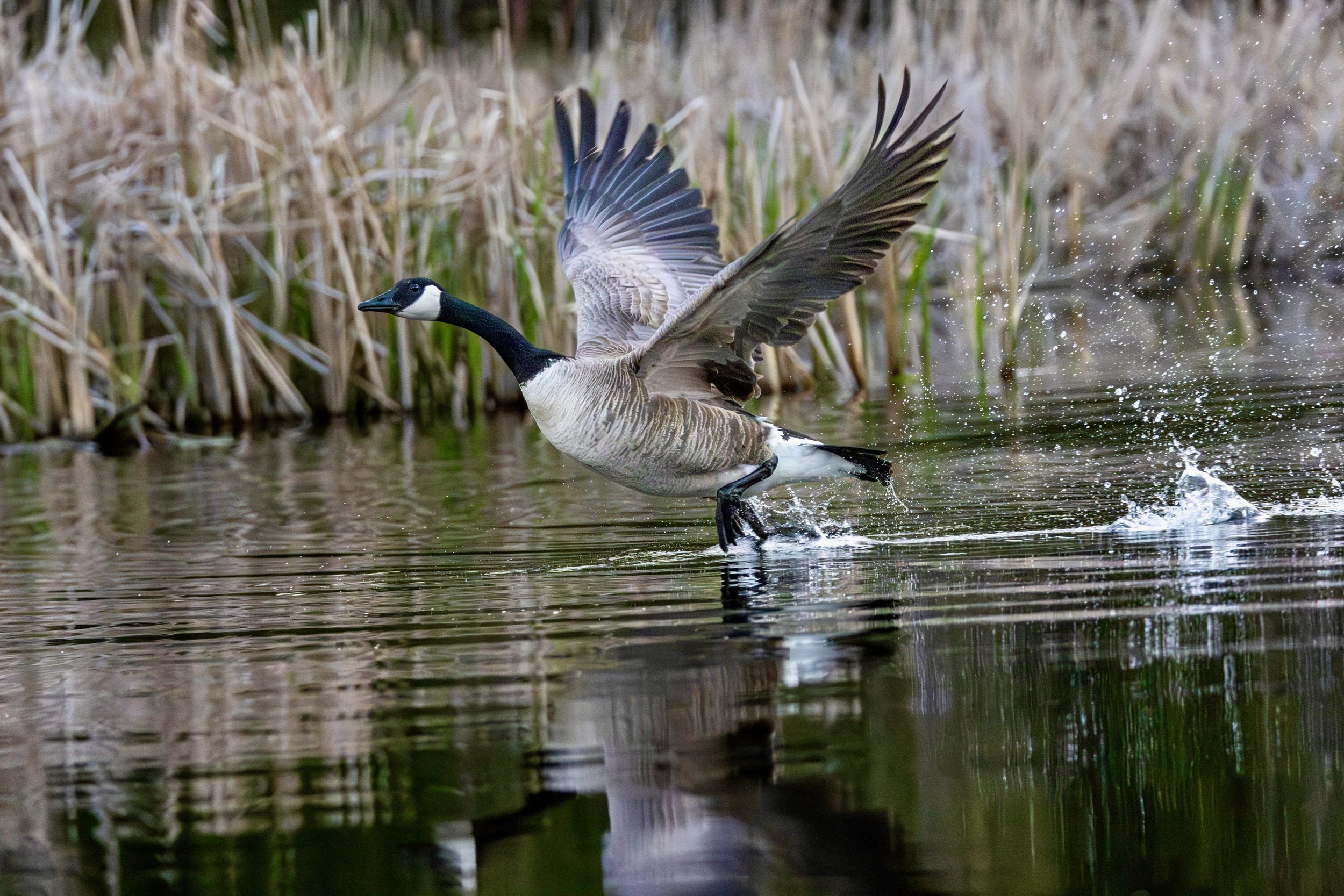 goose_victim_3.jpeg