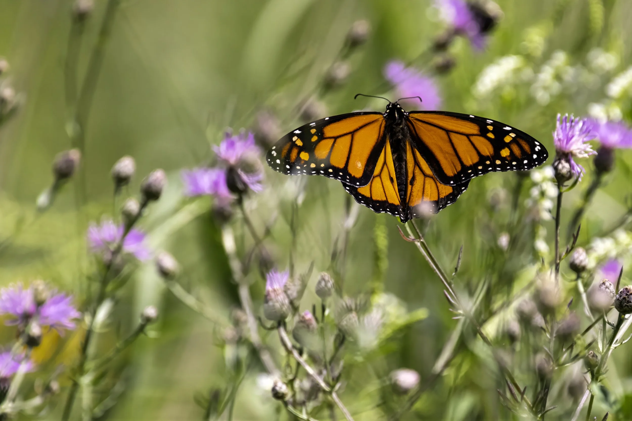 monarch_2.jpeg