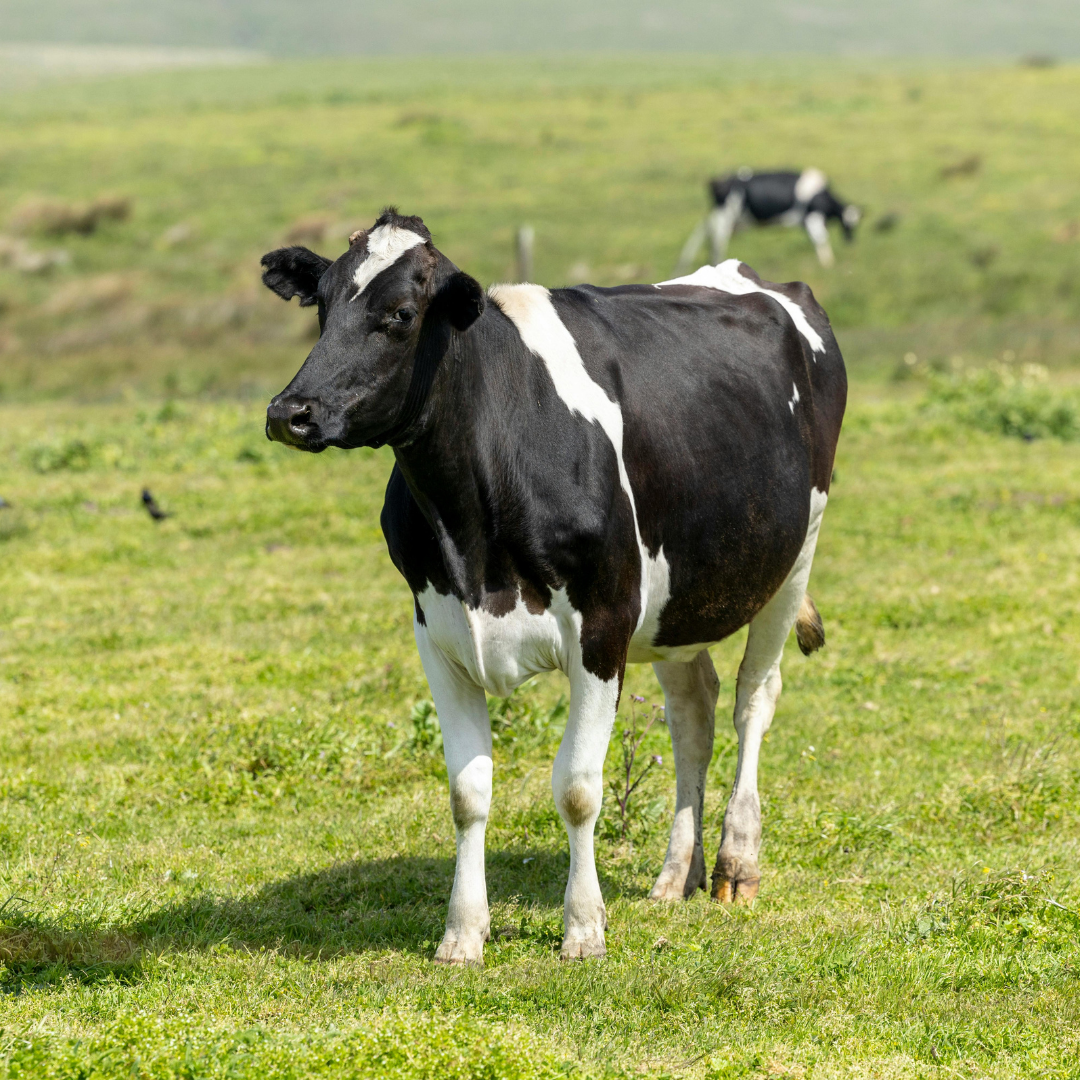Livestock valuation: Which Value is best for my business?