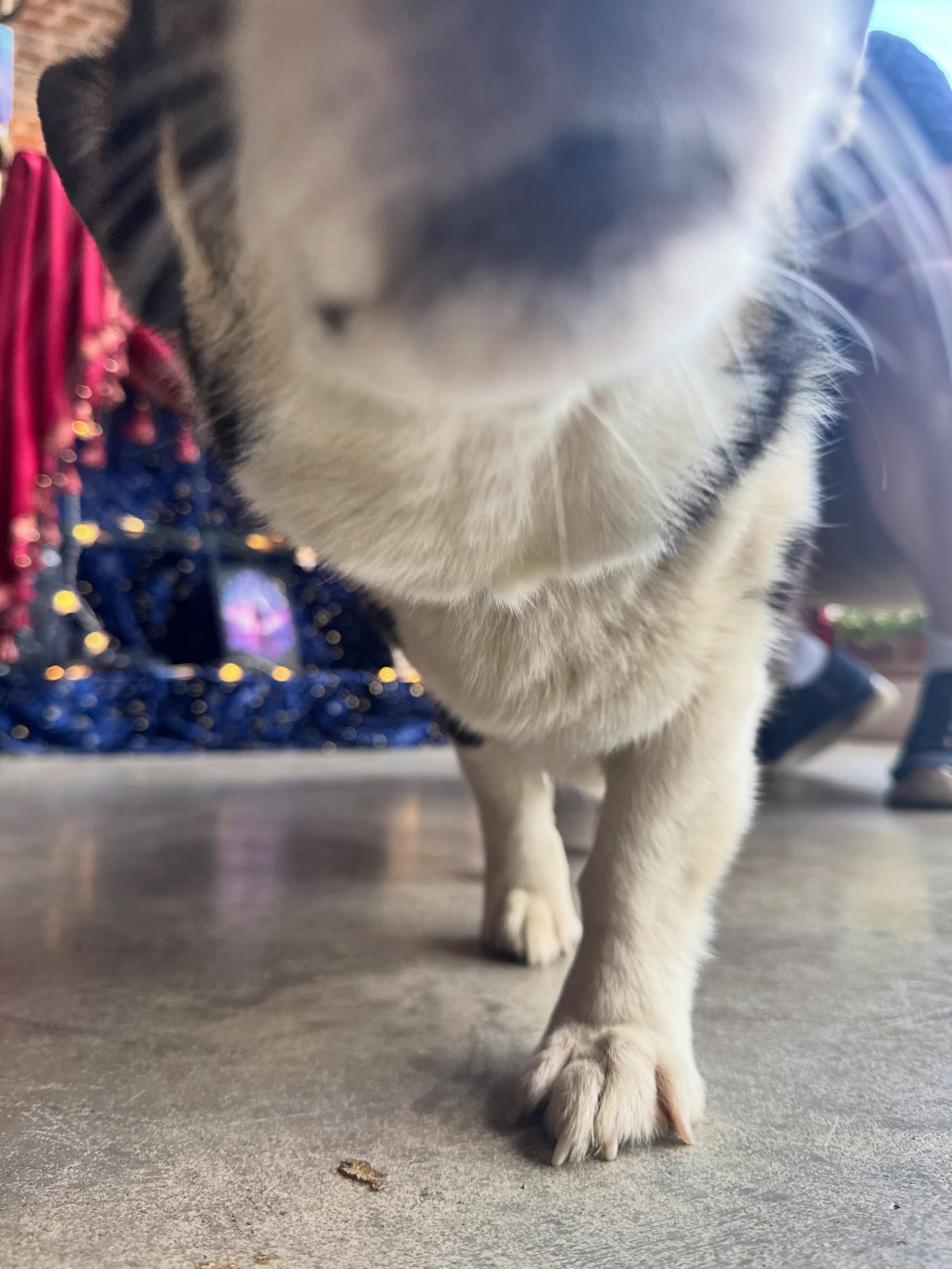 Ducky-Briggs reporting for duty 🐕🐾 #nationaldogday 
(She took the afternoon off, so alas, you cannot shower her in affection at this point in time.)