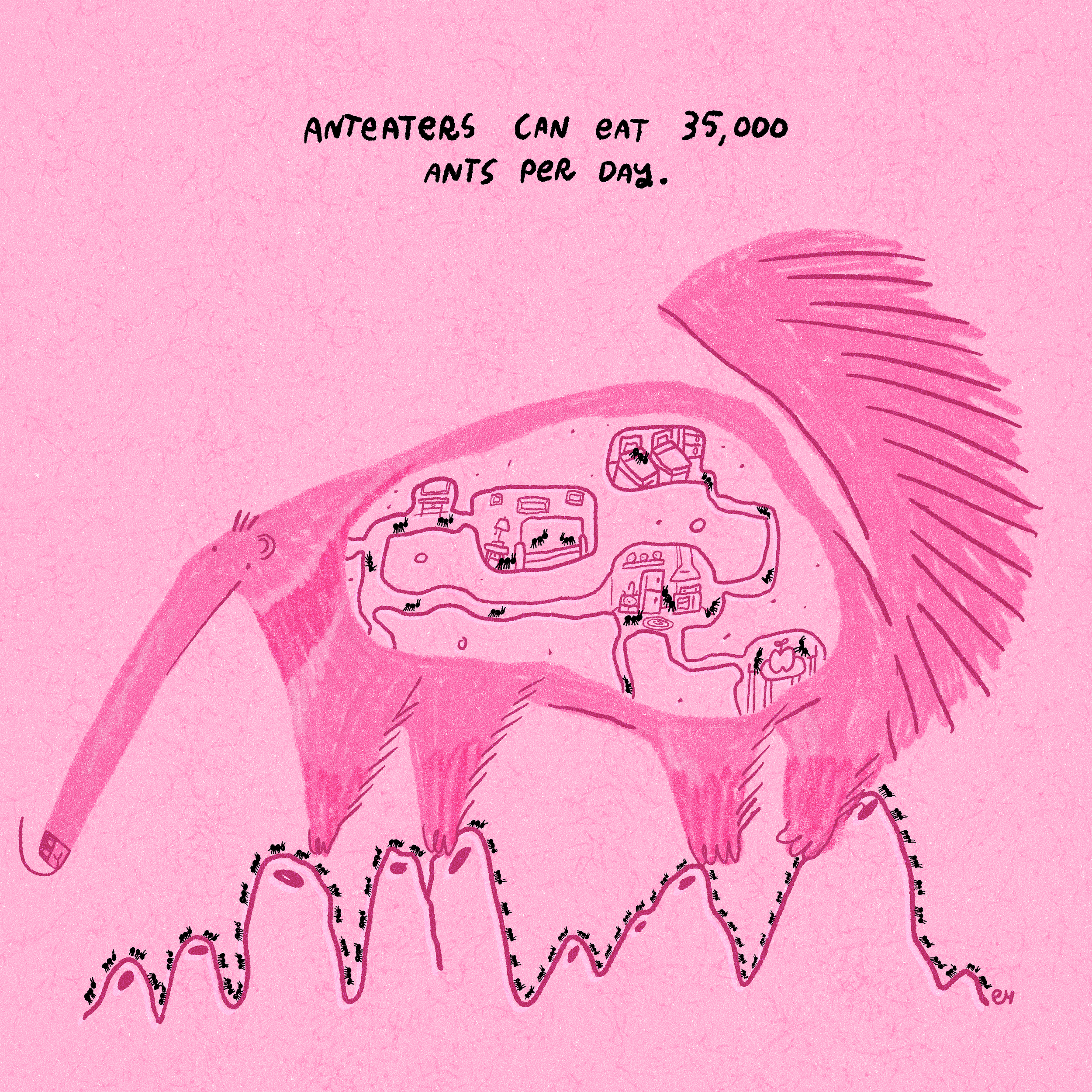 Anteaters can eat 35,000 ants per day