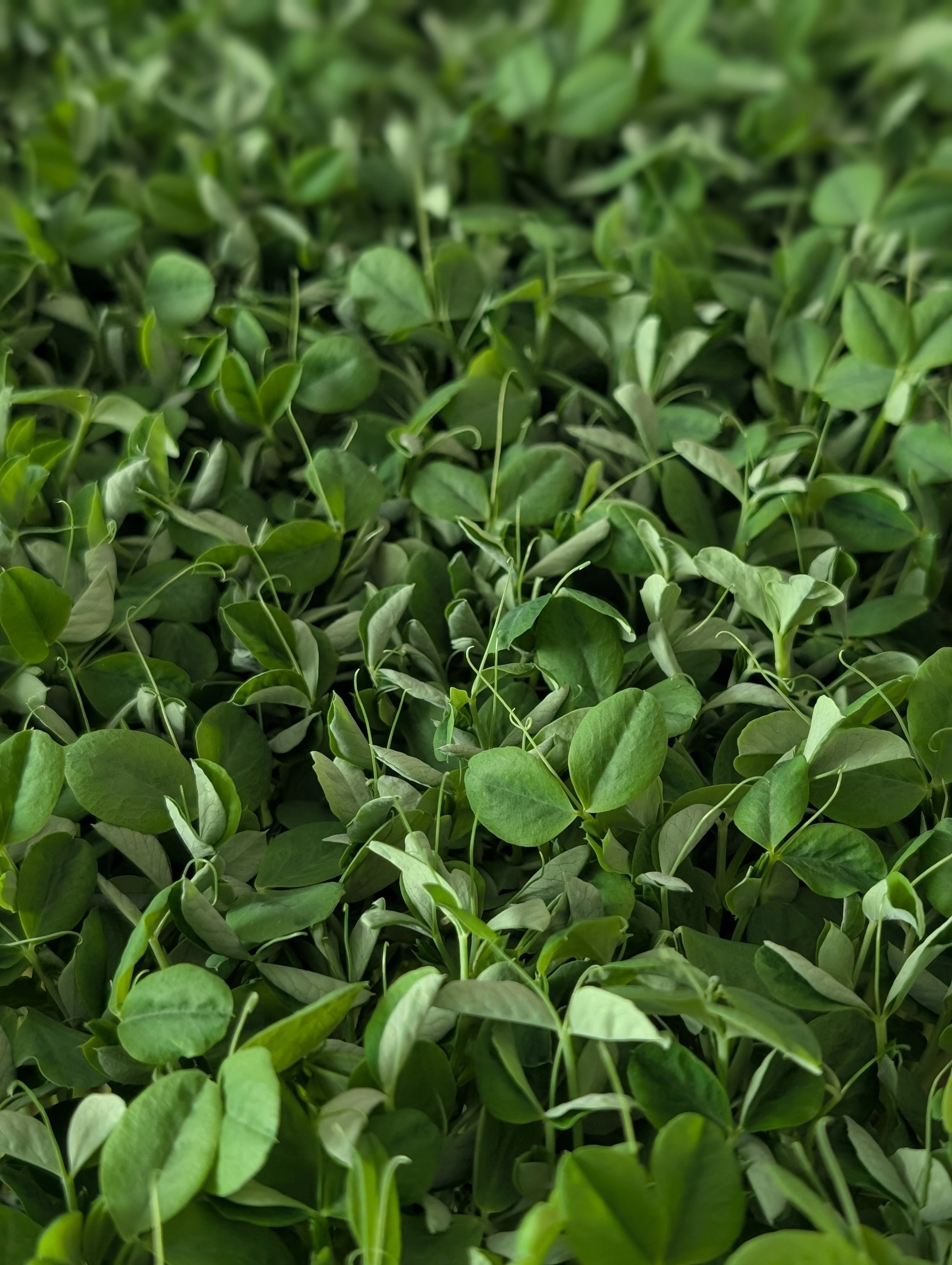 Pea Shoots Subscription   2 oz