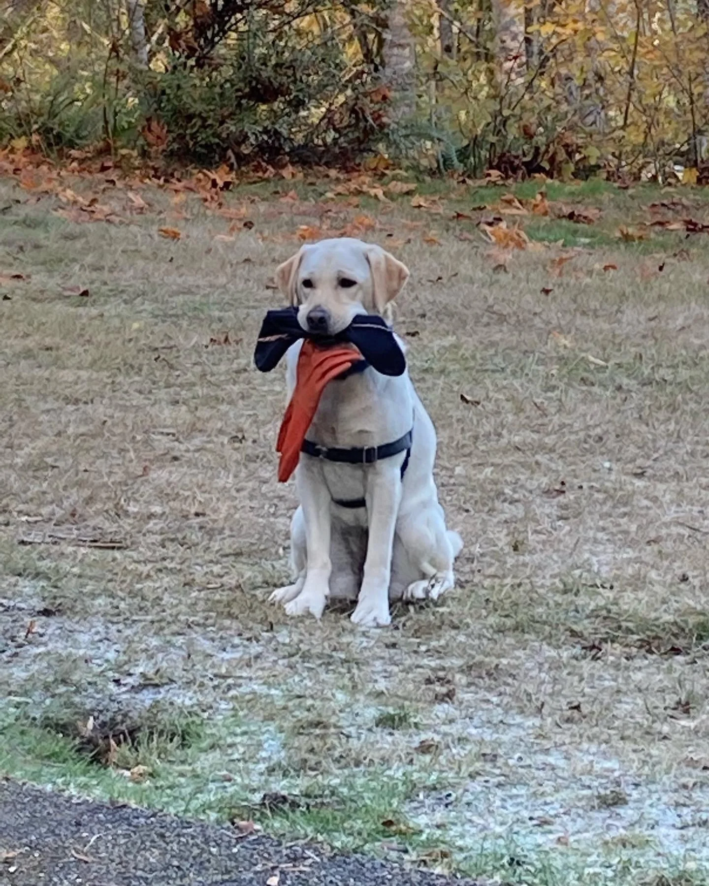 Kuma with gloves.jpeg