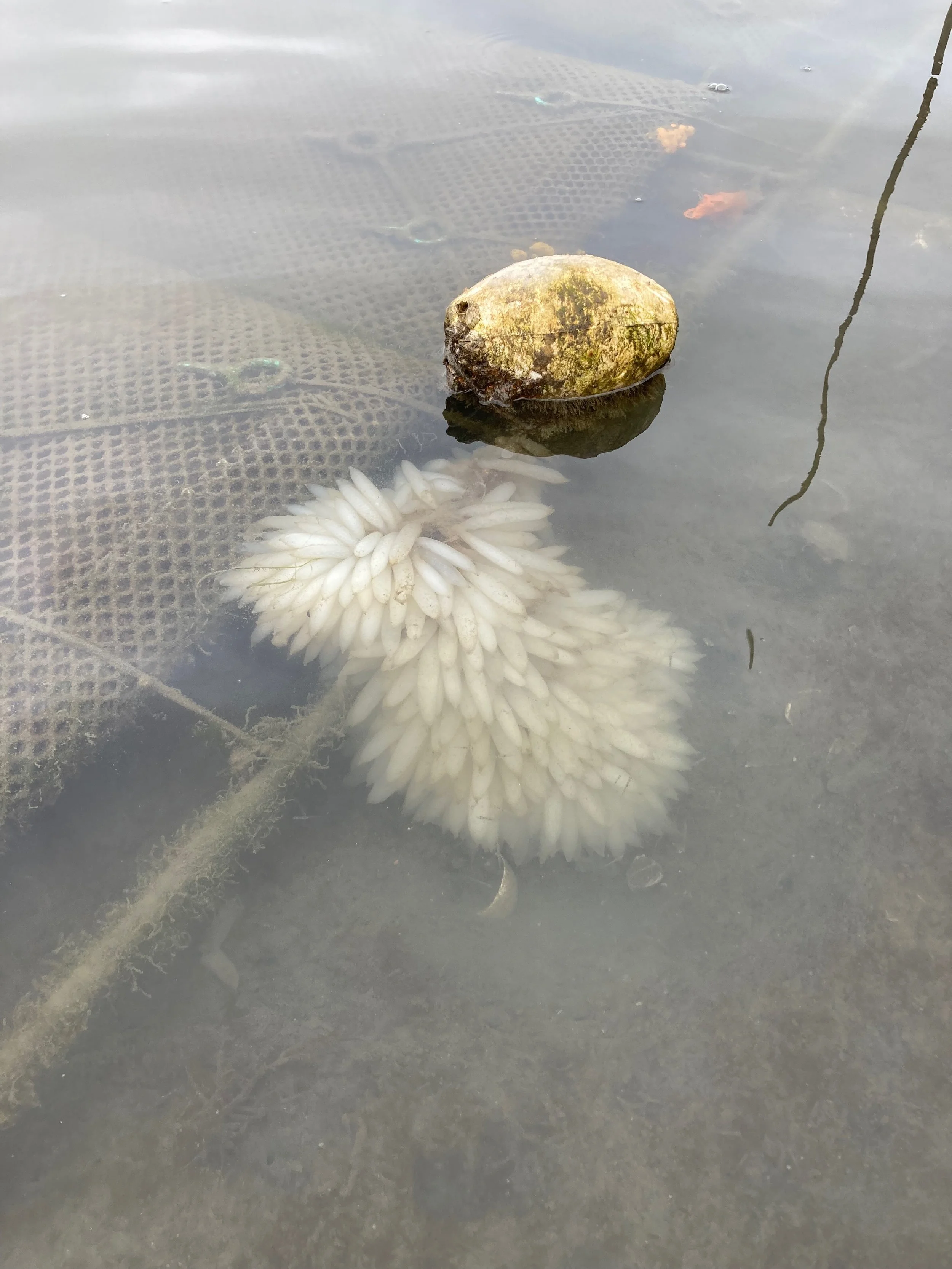squid eggs on Oly rack.jpeg