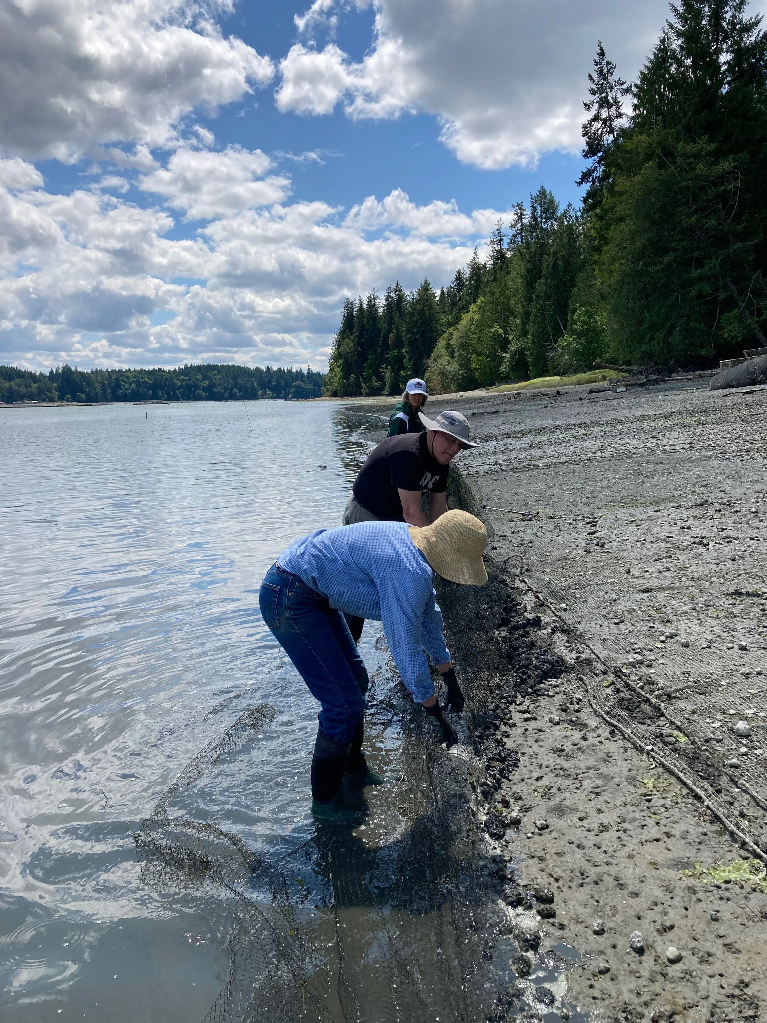 family pulling clam net.jpeg