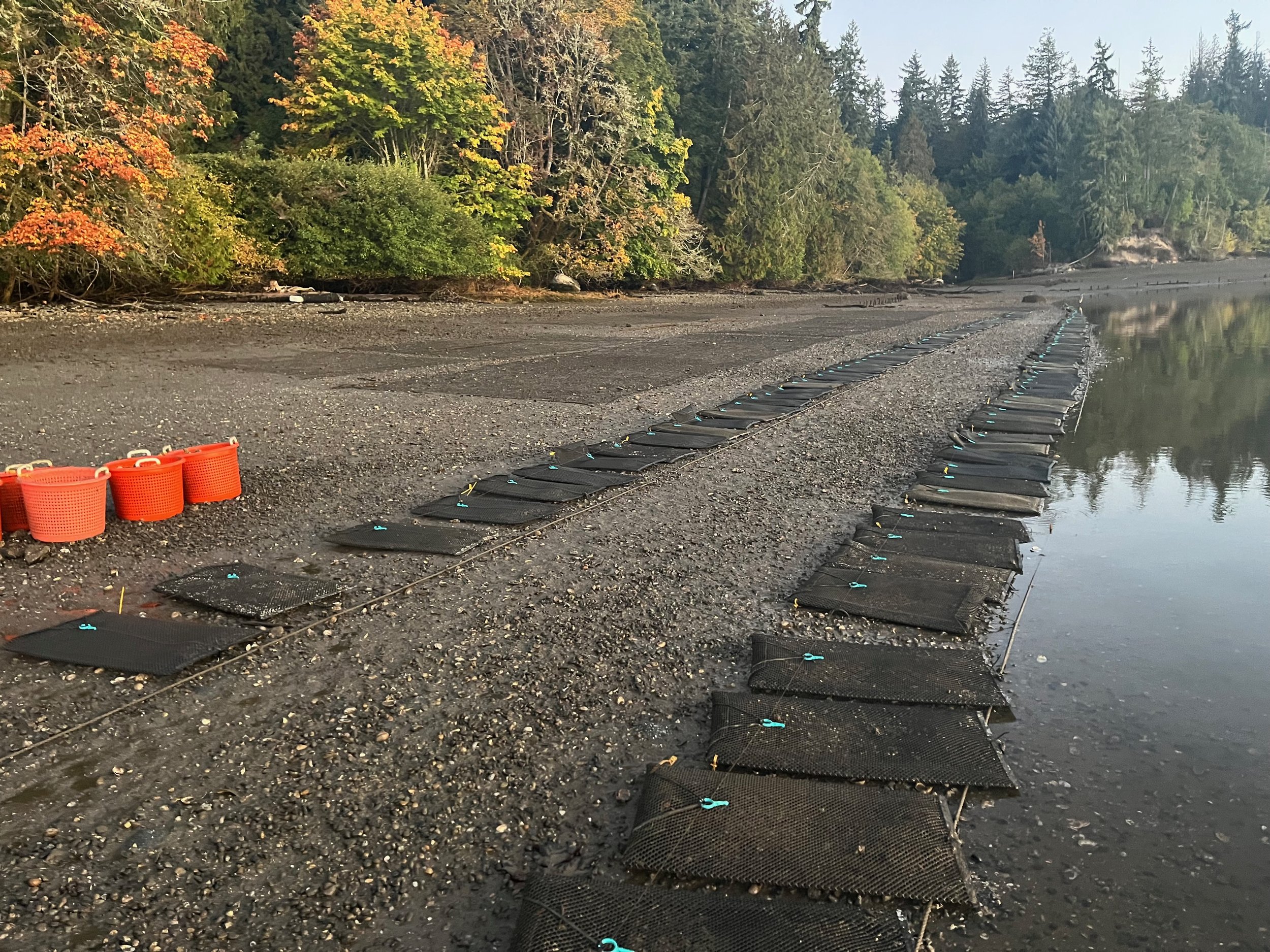 bags and orange baskets.jpeg