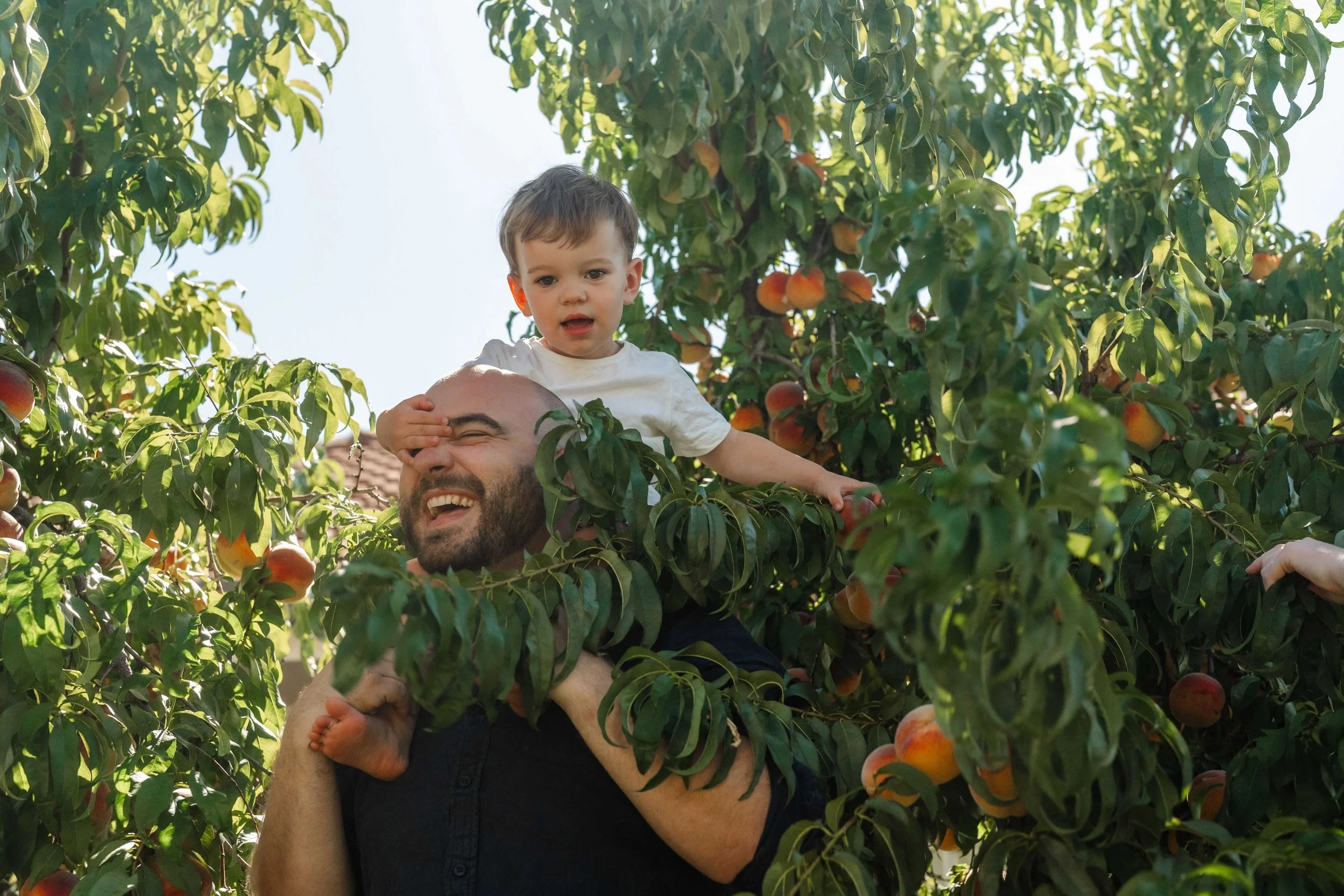 A man carrying a young boy on his shoulders among peach trees and ripe peaches, outdoors during daylight.