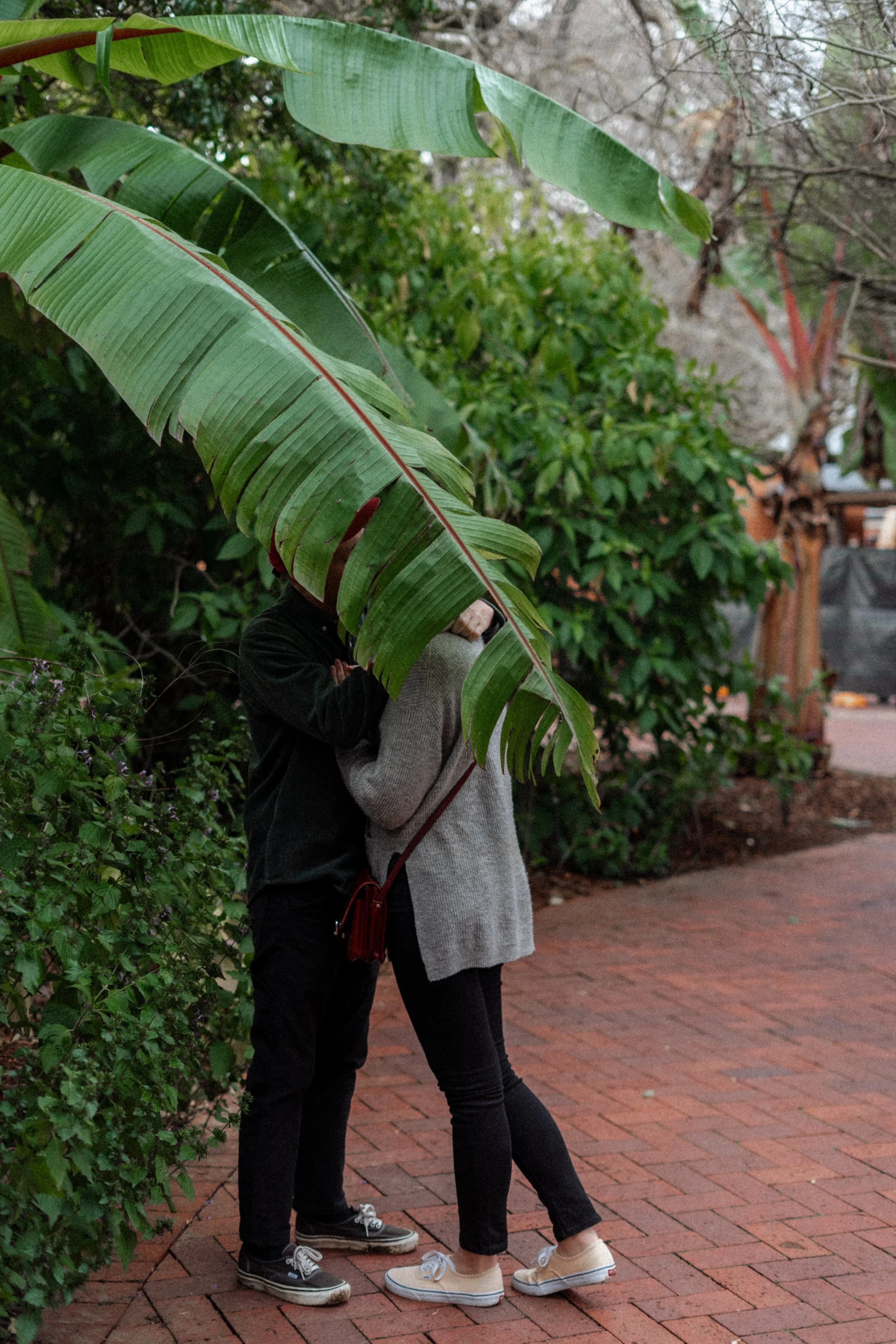 Two people standing on a brick walkway, partially hidden behind large green leaves, embracing each other.