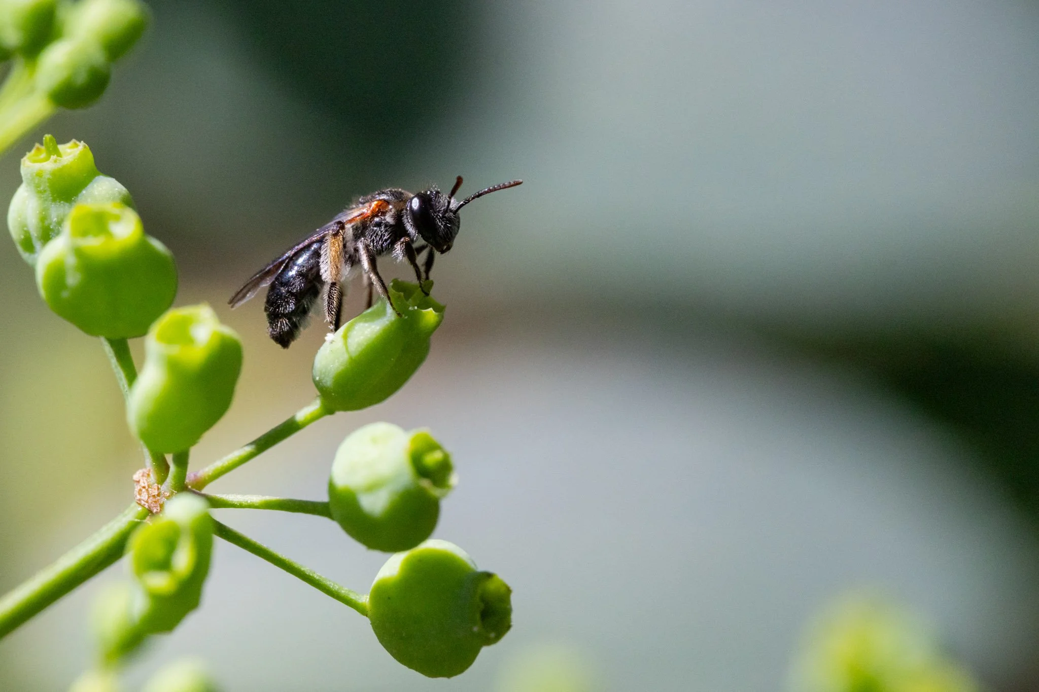 Launceston Leioproctus posing on Polyscias