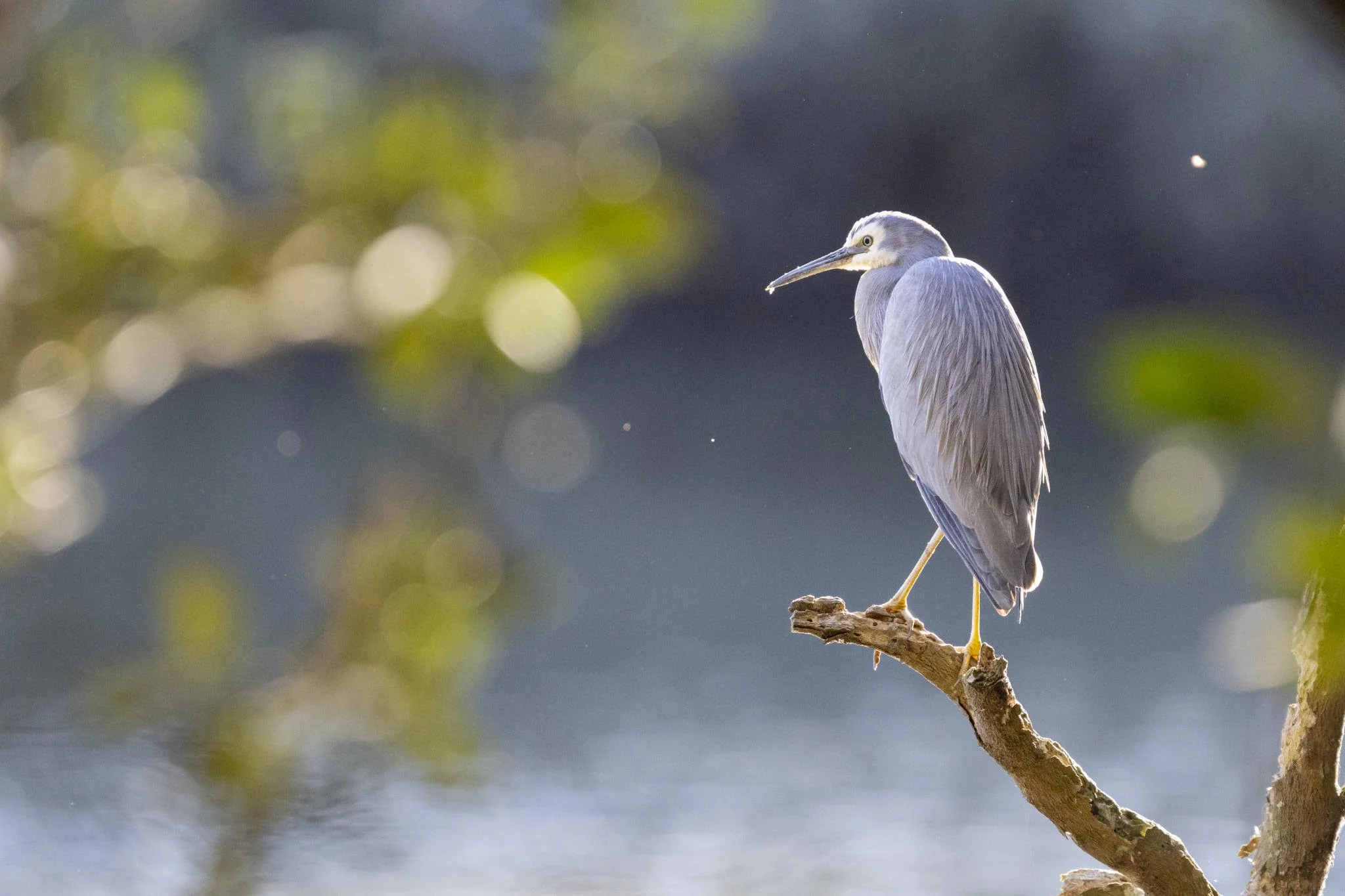 White-faced Heron at Lime Kiln Bay