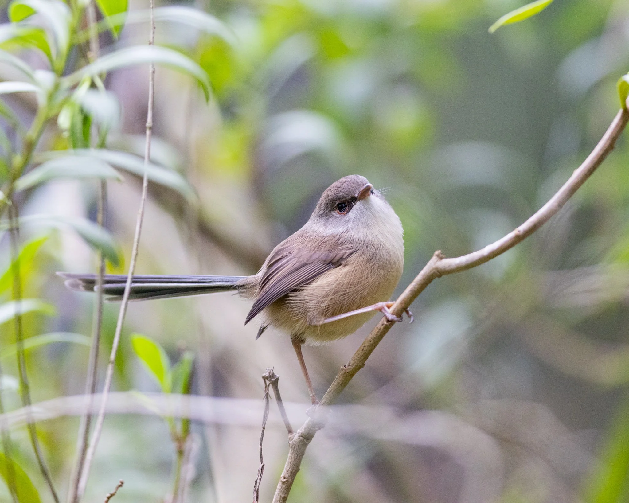 Immature Variegated Fairywren male on 26/5/25