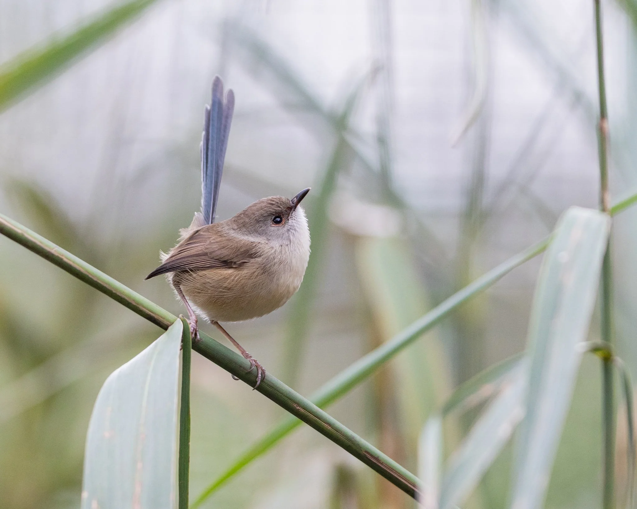 Immature Variegated Fairywren male on 27/6/25