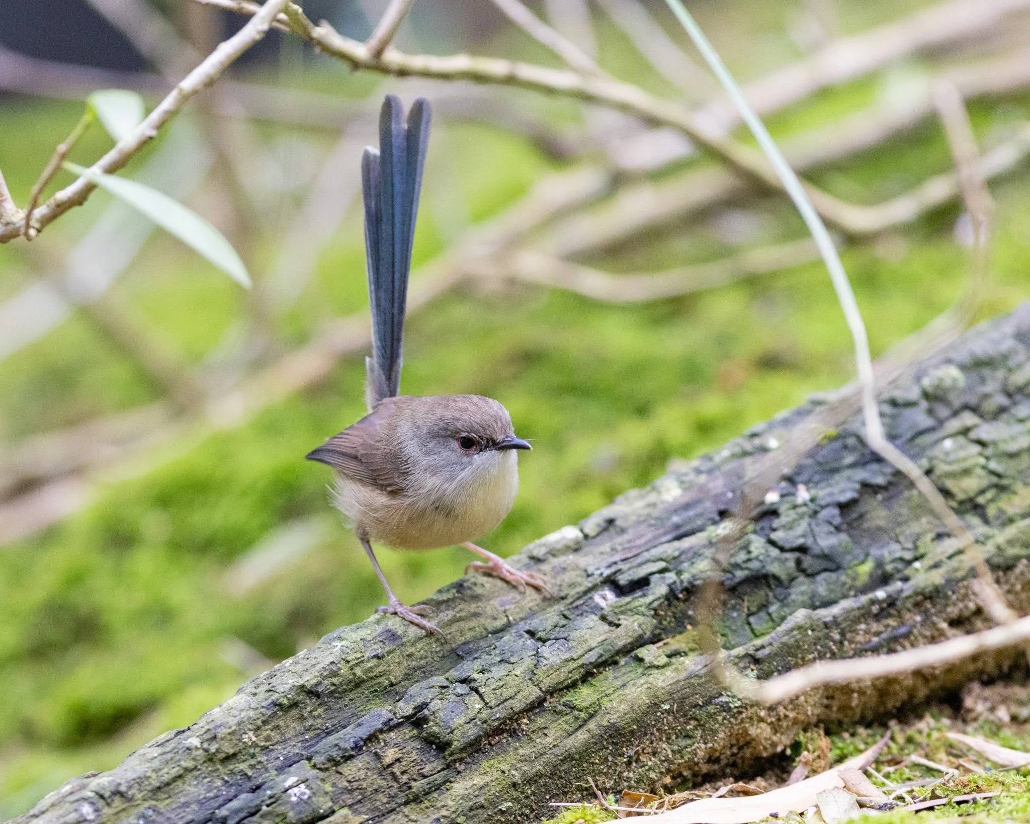 Immature Variegated Fairywren male on 23/7/25