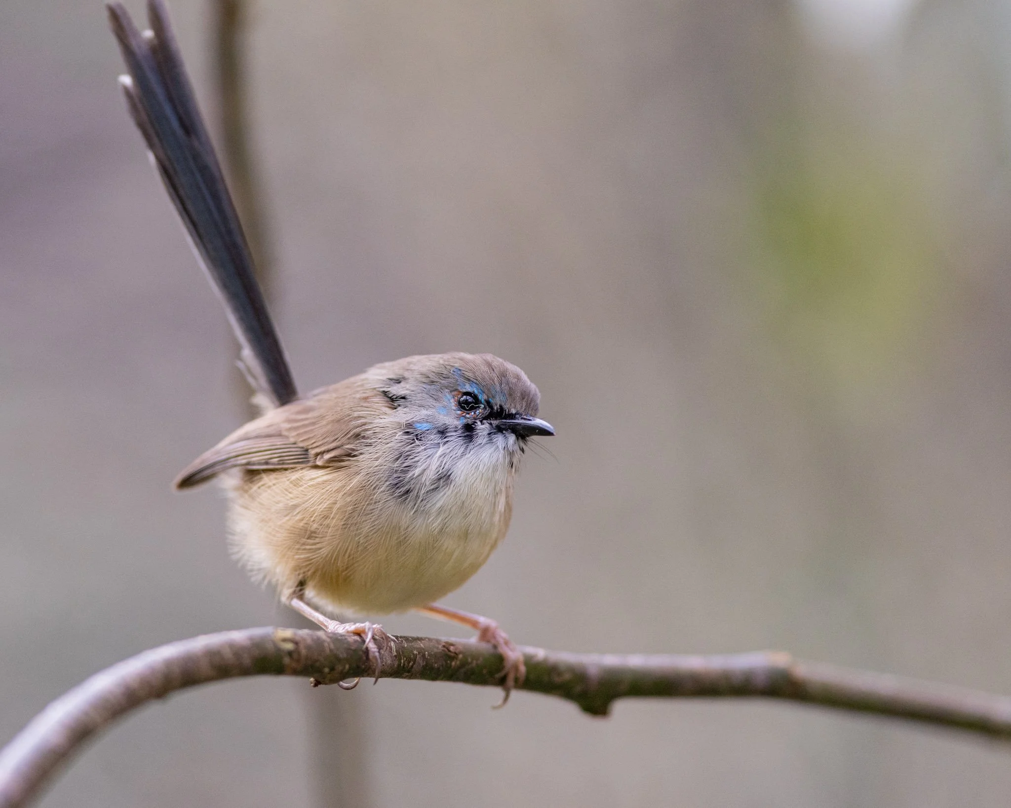 Immature Variegated Fairywren male on 8/8/25