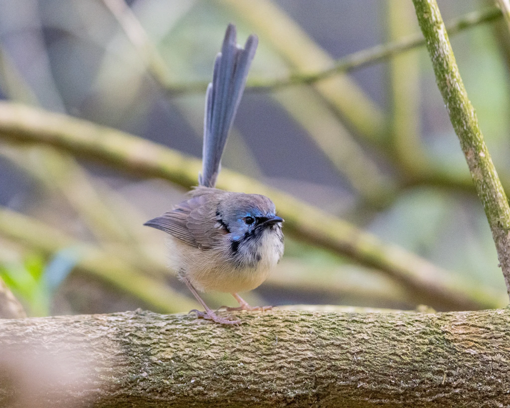 Immature Variegated Fairywren male on 13/8/25