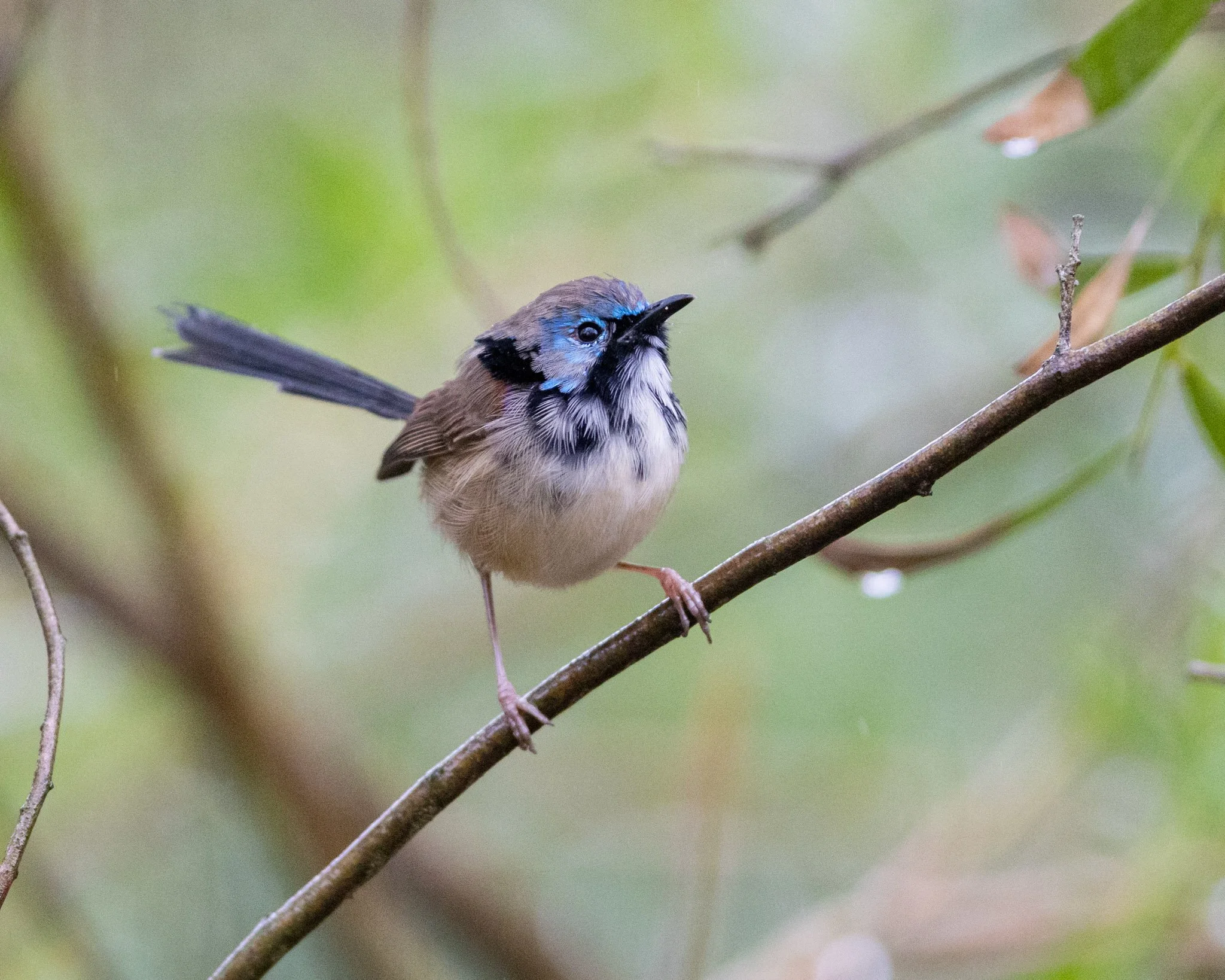 Immature Variegated Fairywren male on 18/8/25
