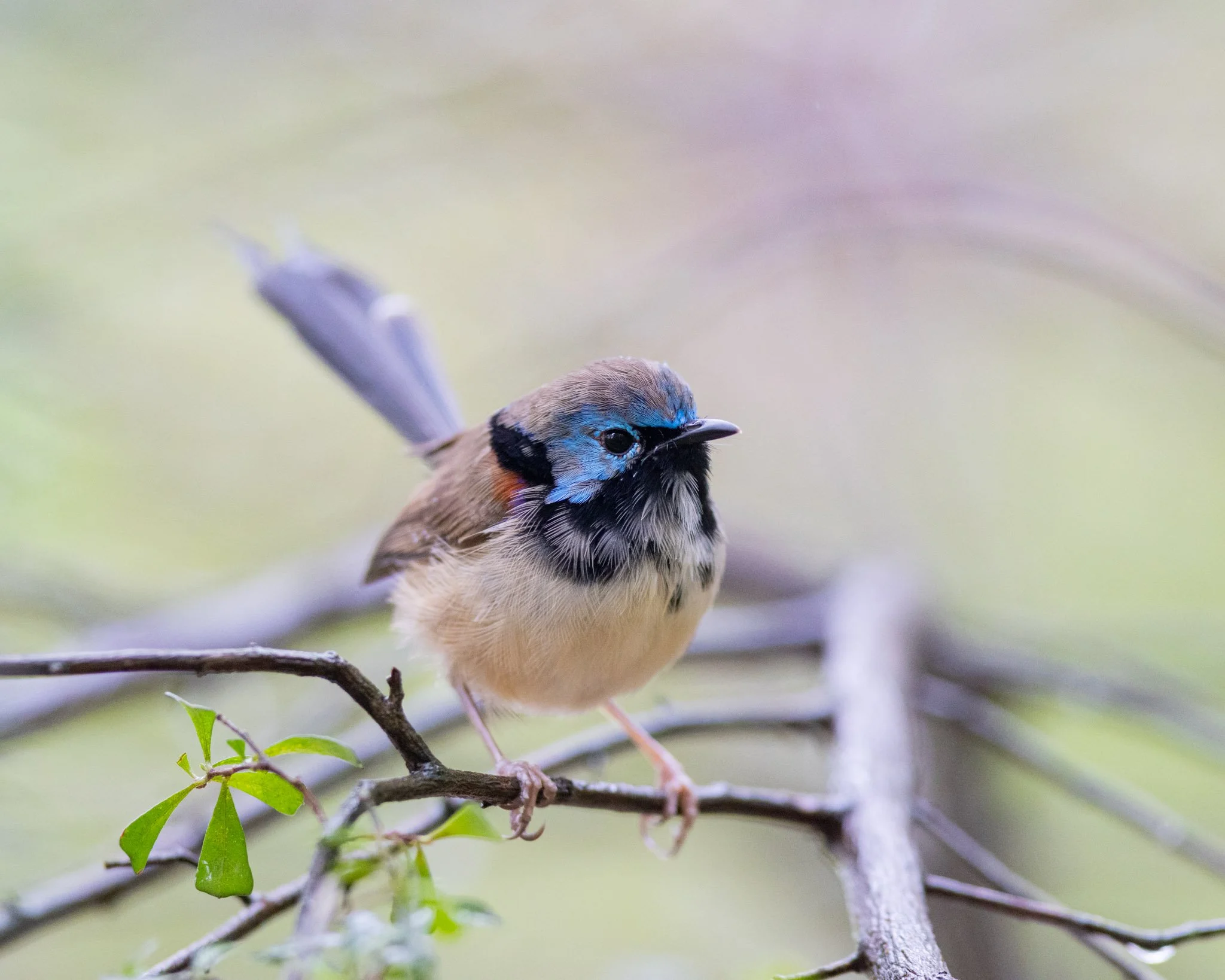 Immature Variegated Fairywren male on 22/8/25