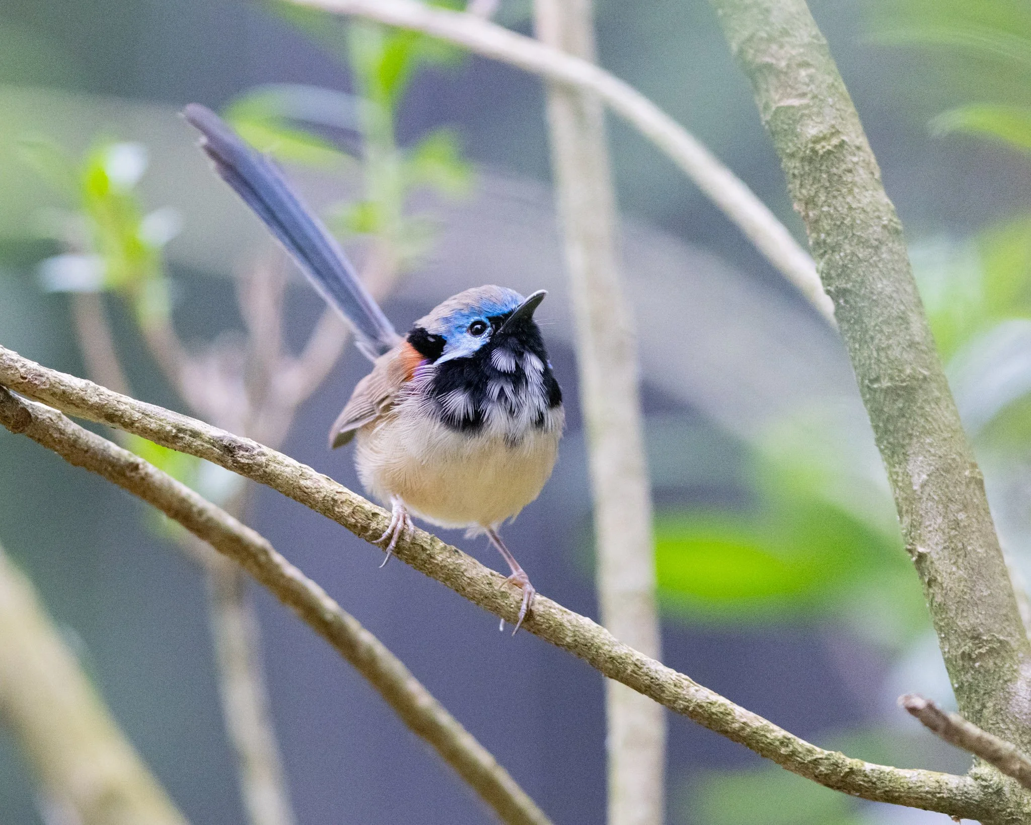 Immature Variegated Fairywren male on 27/8/25