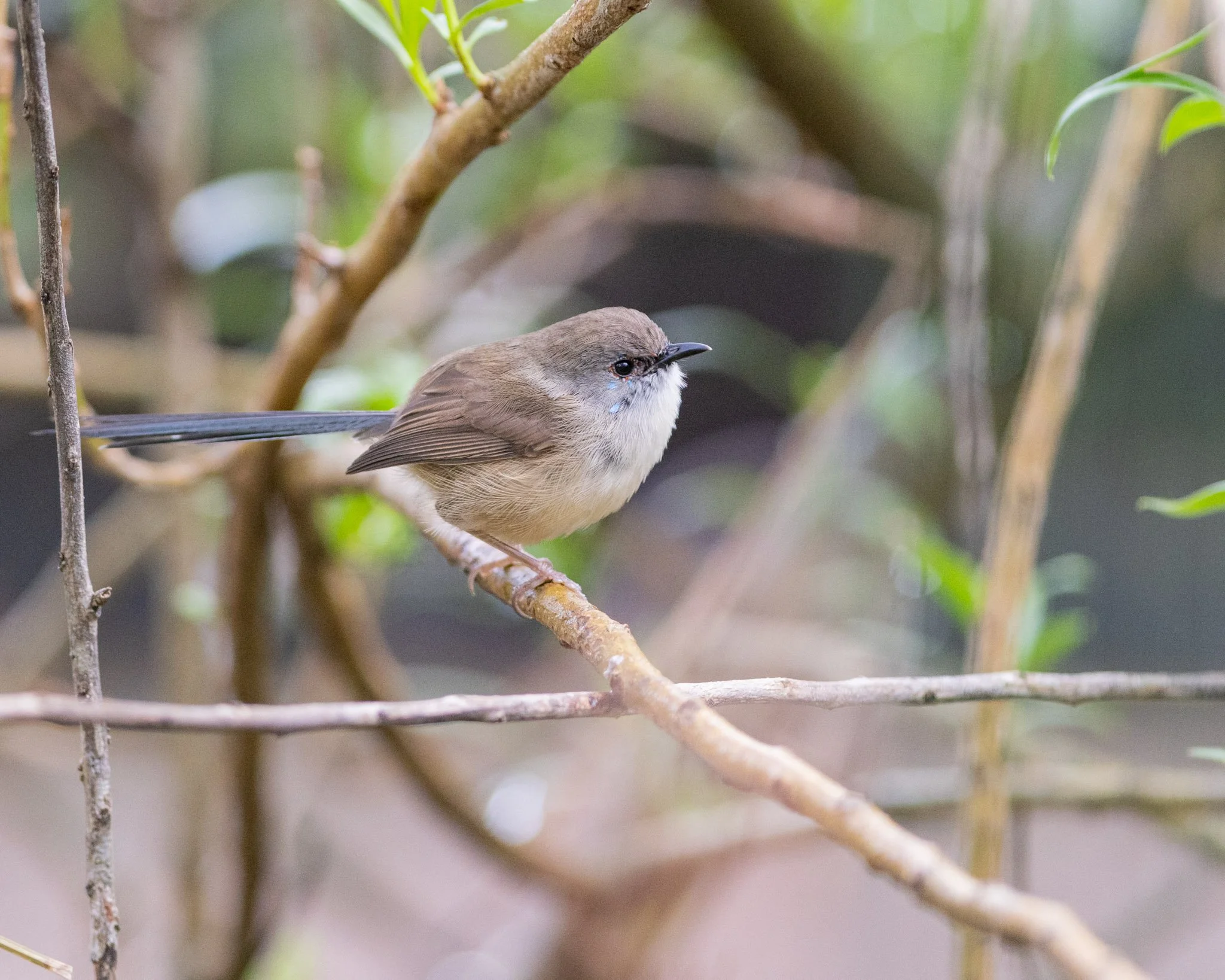 Immature Variegated Fairywren male on 4/8/25