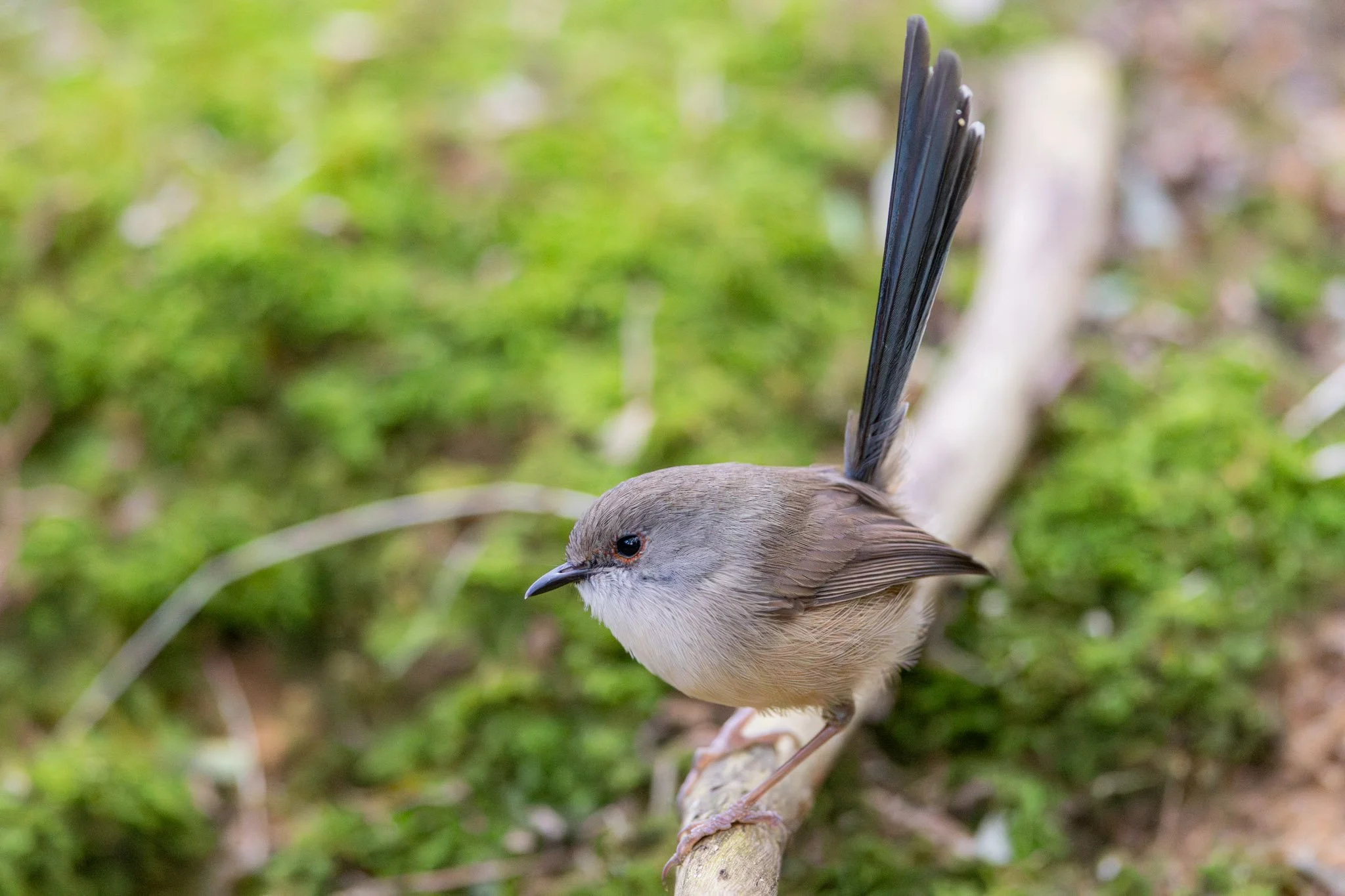Immature Variegated Fairywren male on 23/7/25